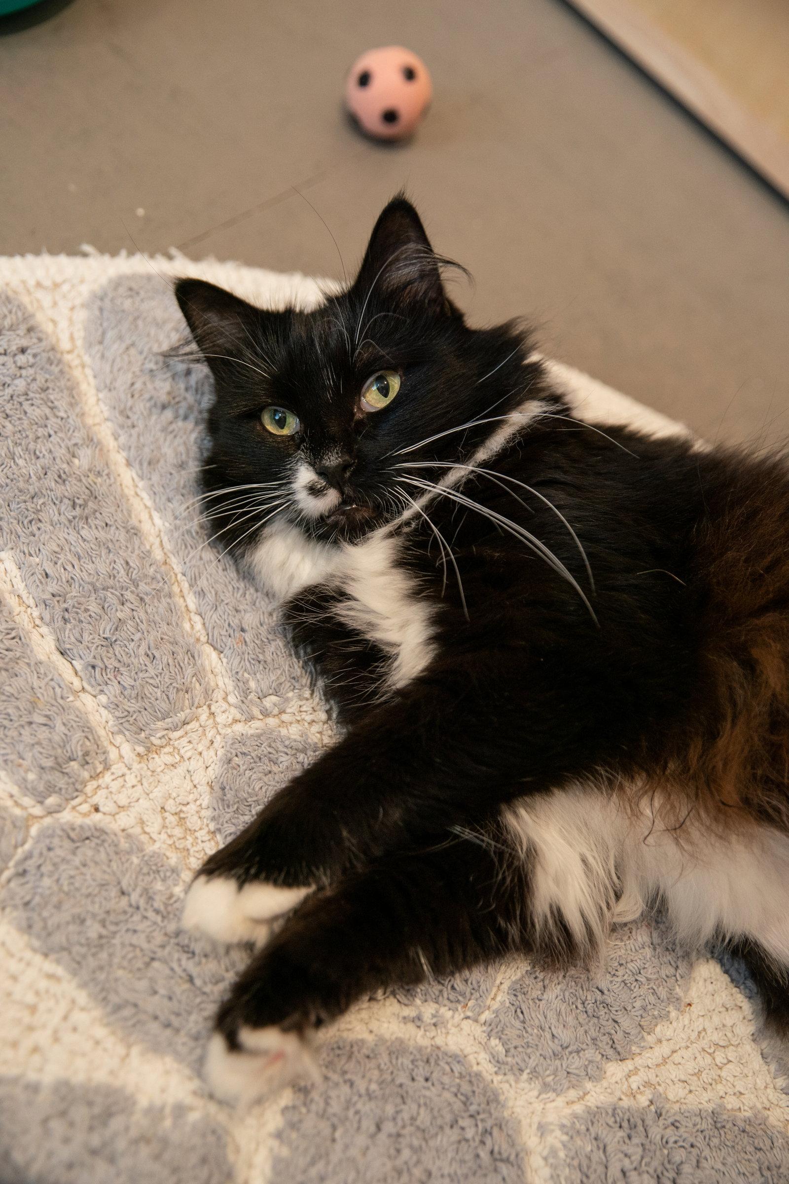 Cordelia (bonded with Denver), a Adoptable Domestic Long Hair in Oakland, CA image 1/3
