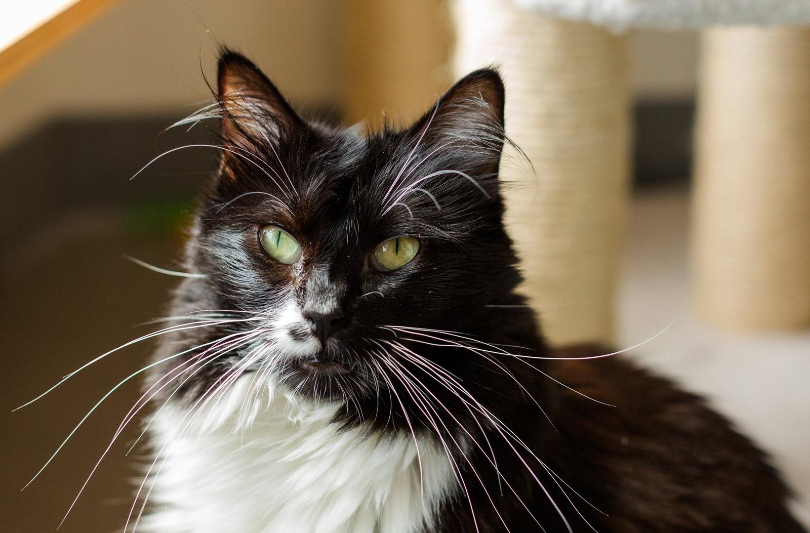 Cordelia (bonded with Denver), a Adoptable Domestic Long Hair in Oakland, CA image 3/3