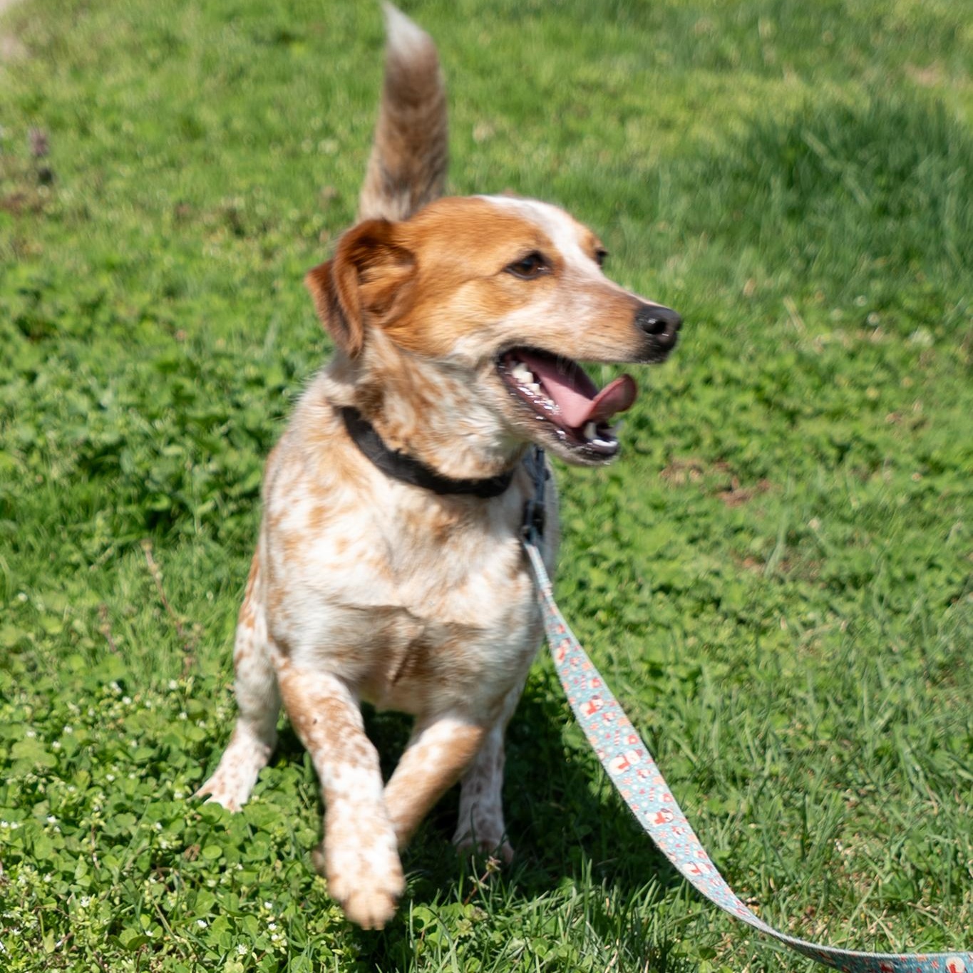 Poppy, a ADOPTABLE mixed breed in King George, VA image 1/4