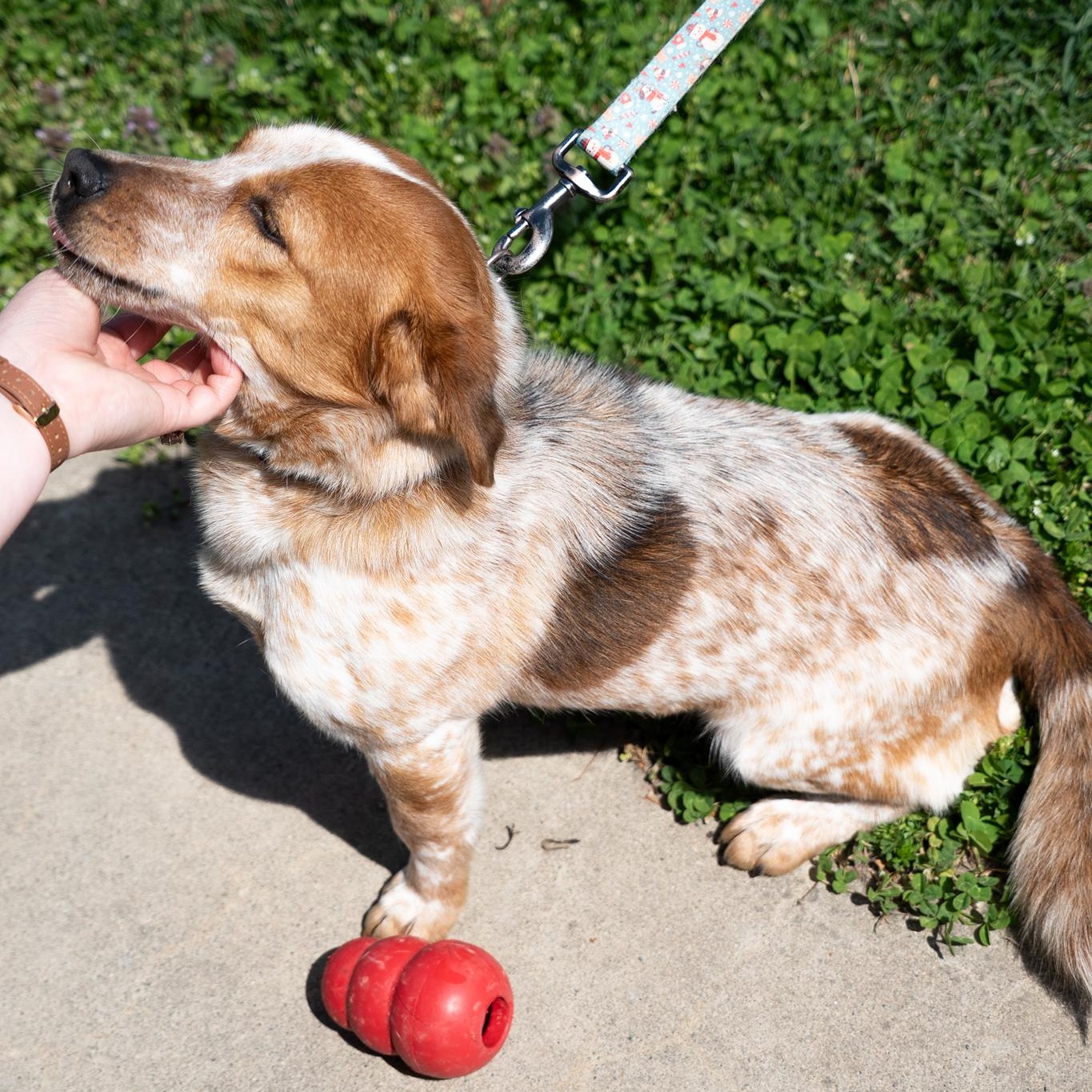 Poppy, a ADOPTABLE mixed breed in King George, VA image 3/4