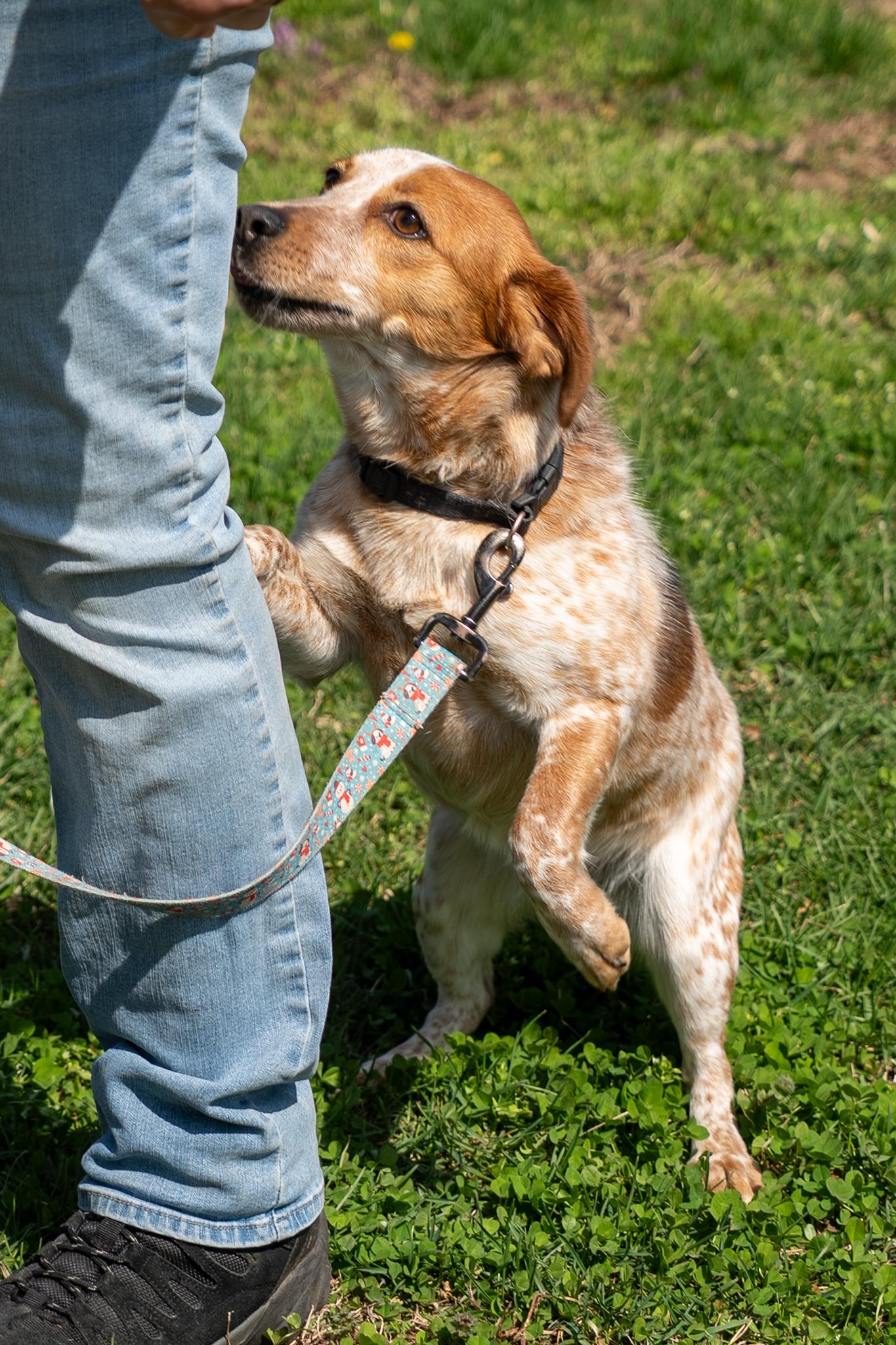 Poppy, a ADOPTABLE mixed breed in King George, VA image 4/4