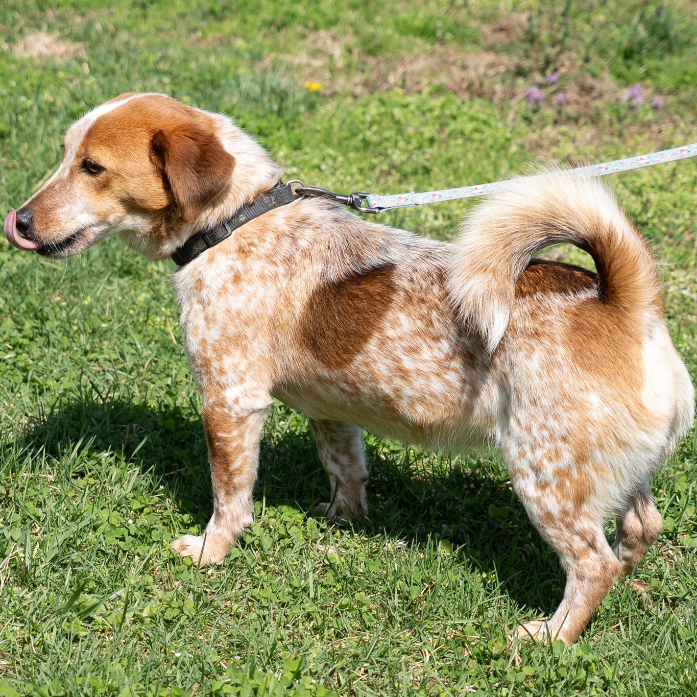 Poppy, a ADOPTABLE mixed breed in King George, VA image 2/4