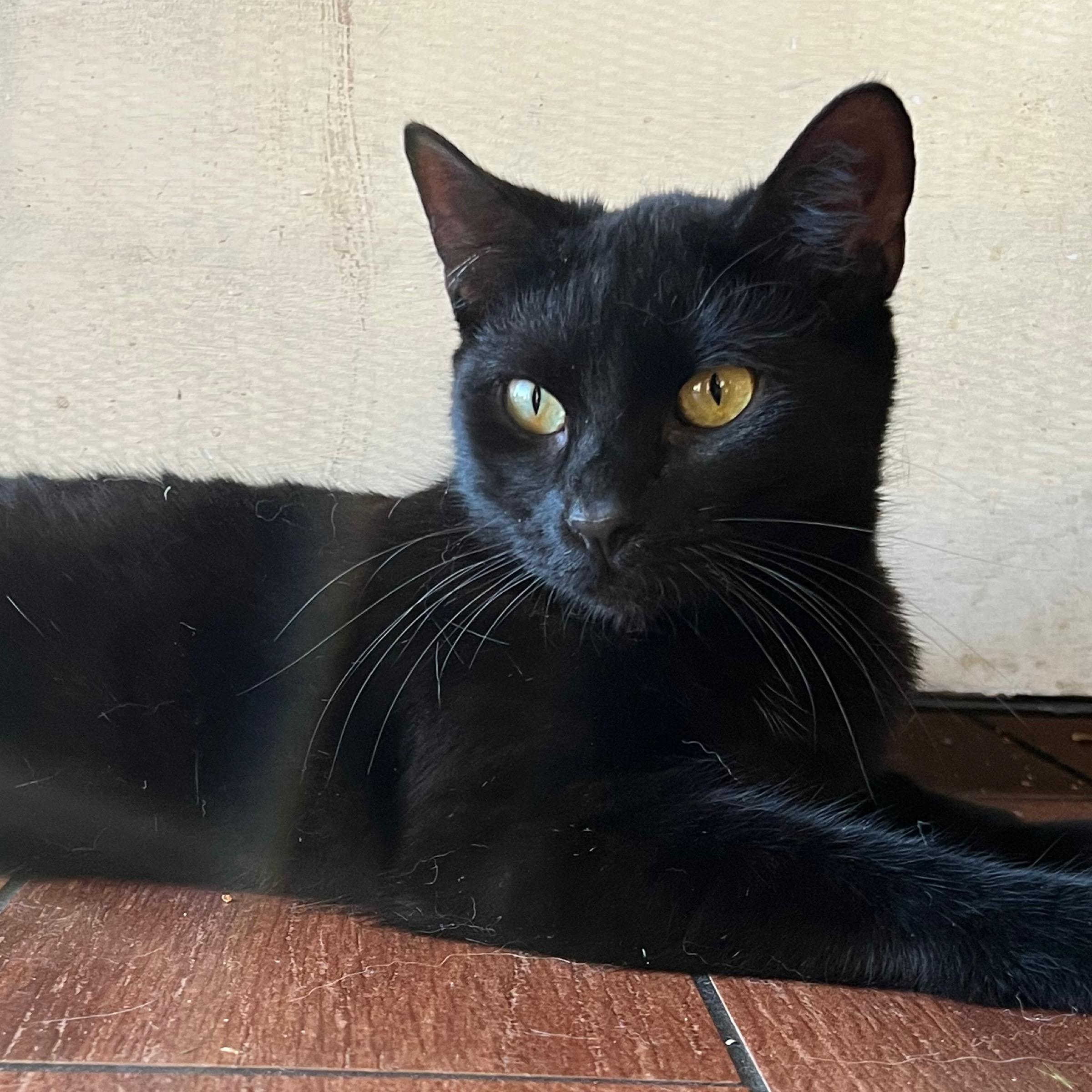 Enlarge Salem , a Adoptable Domestic Short Hair in San Jose, CA image 1/1
