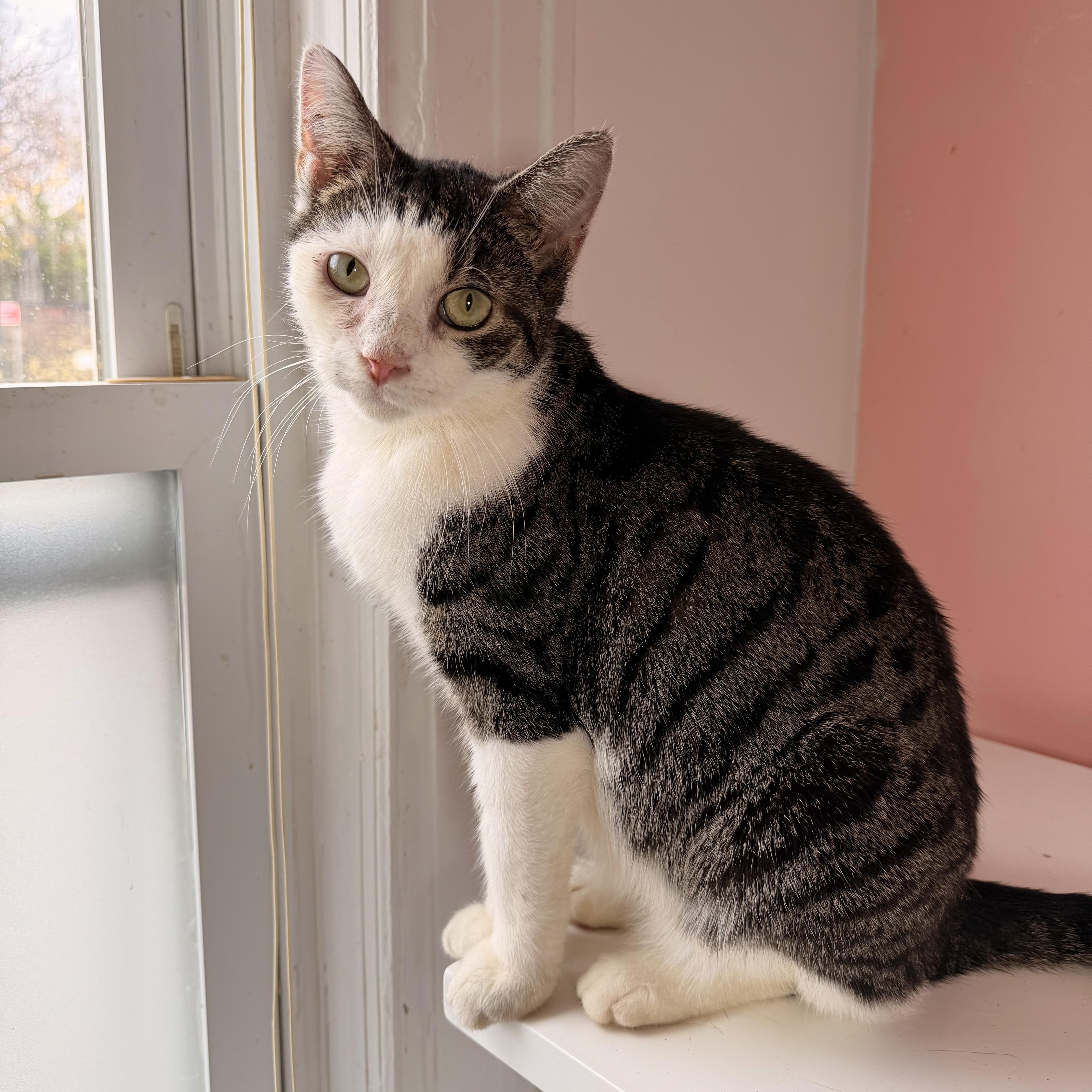 Enlarge BUBBA, a Adoptable Tabby in New York, NY image 1/2