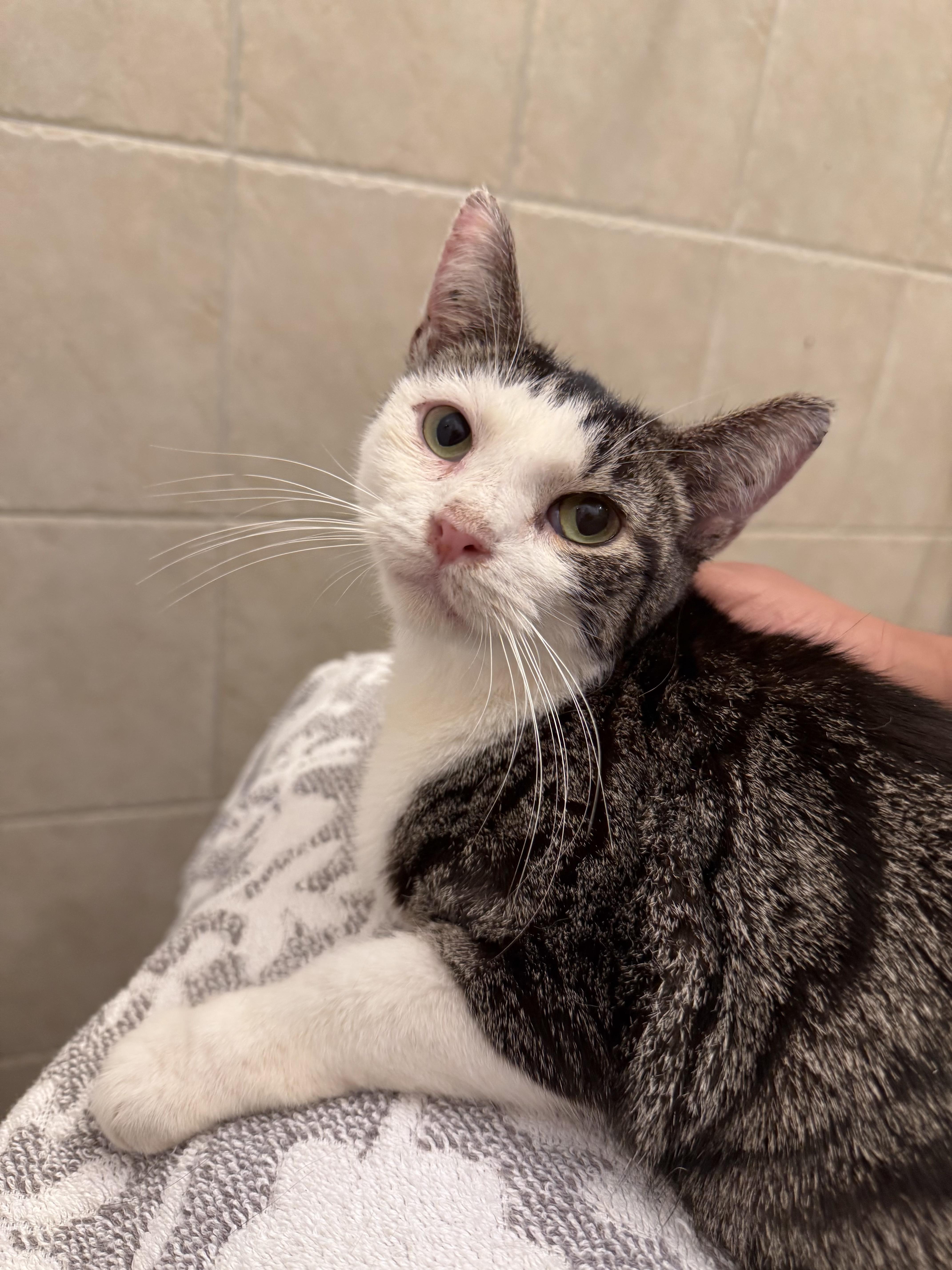 Enlarge BUBBA, a Adoptable Tabby in New York, NY image 2/2