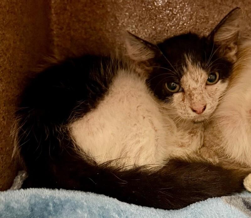 Stitch, Adoptable, Young Male Domestic Short Hair.