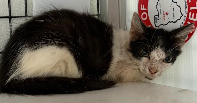 Stitch, a Adoptable Domestic Short Hair in Katy, TX image 2/2