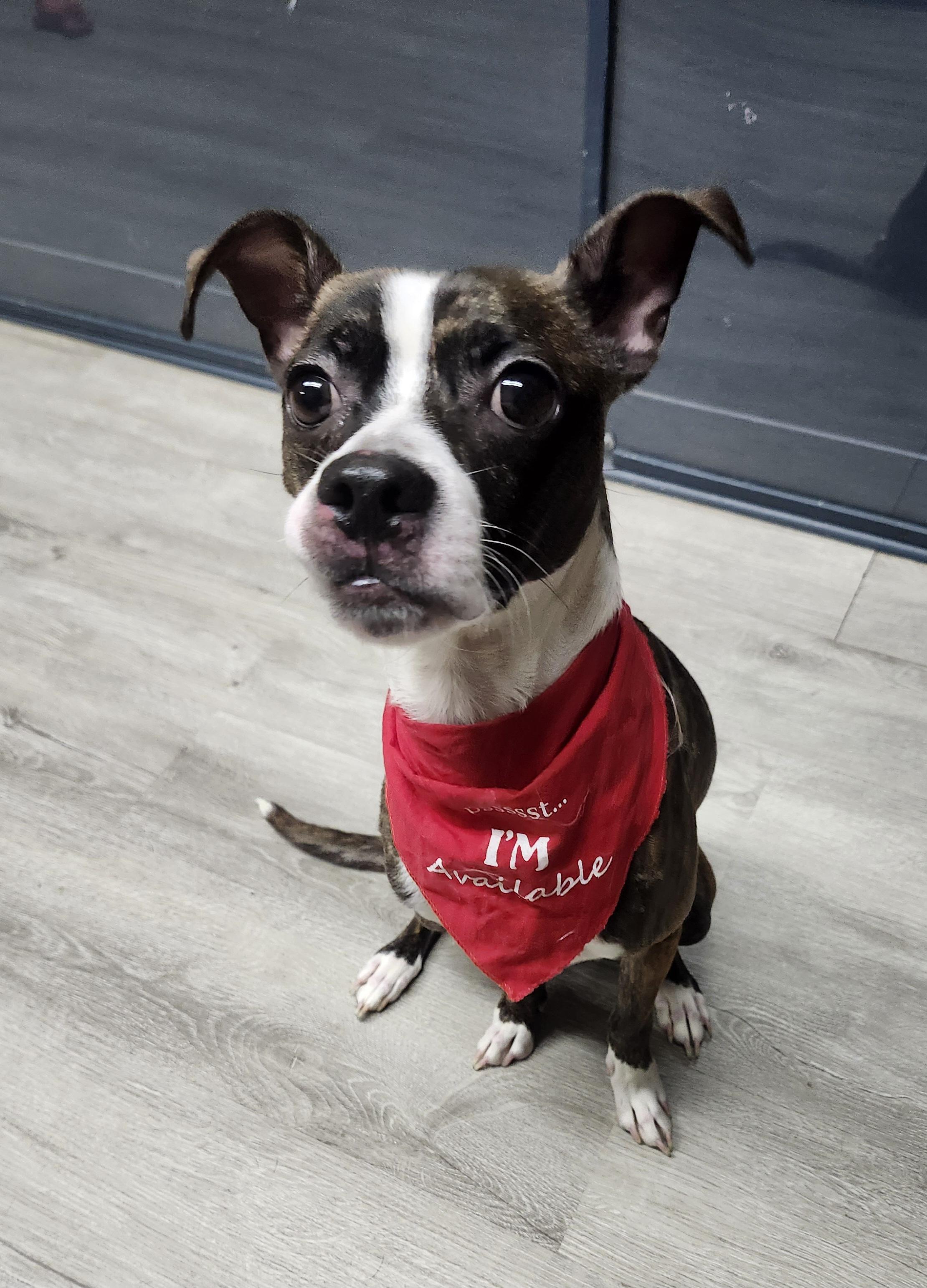 Enlarge Bluetooth, an adopted mixed breed in Mansfield, OH image 1/4