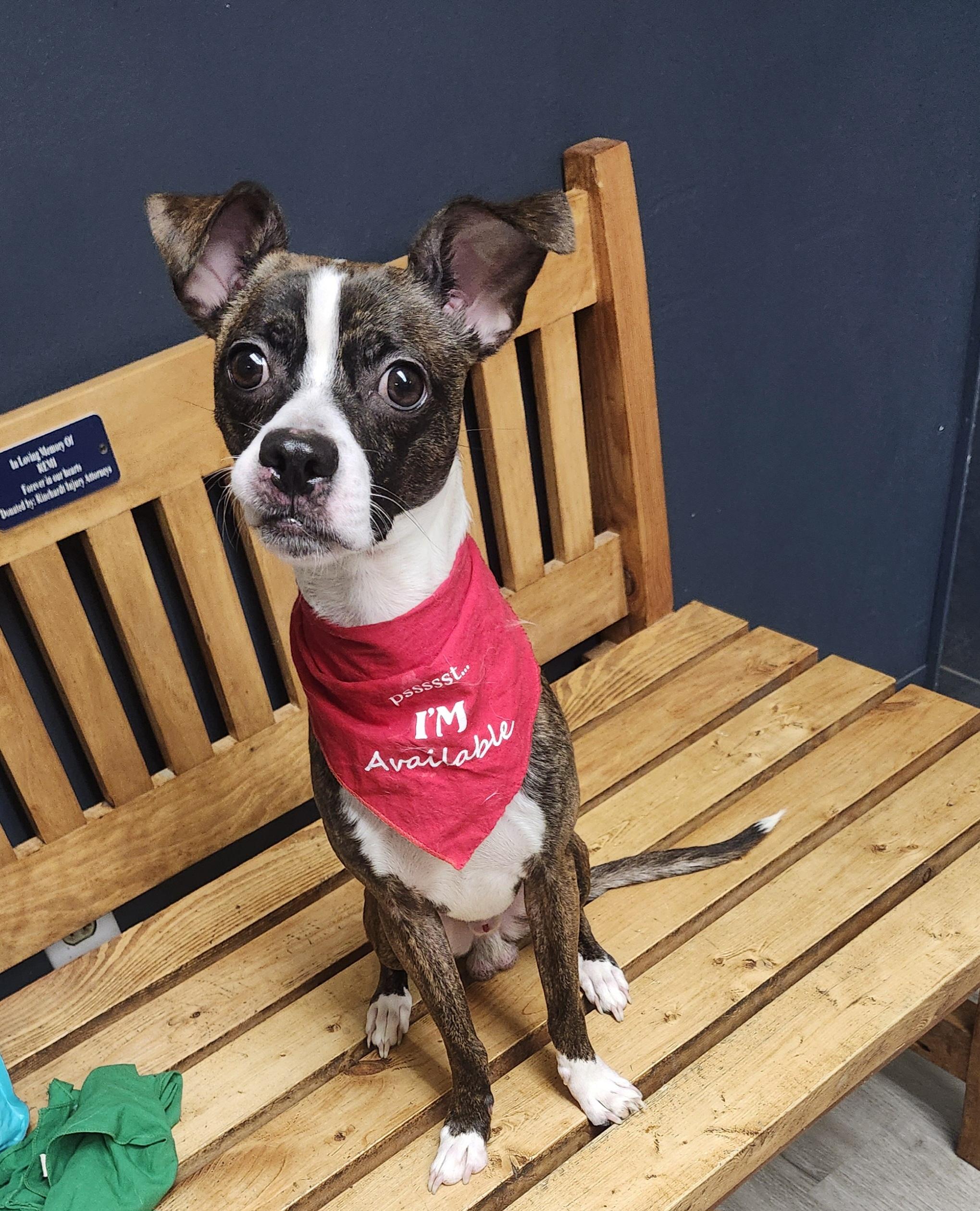 Enlarge Bluetooth, an adopted mixed breed in Mansfield, OH image 3/4
