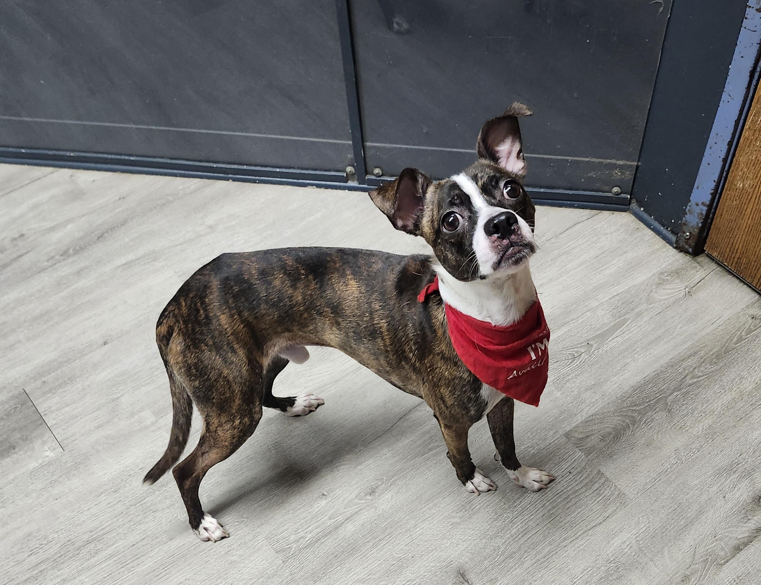 Enlarge Bluetooth, an adopted mixed breed in Mansfield, OH image 2/4