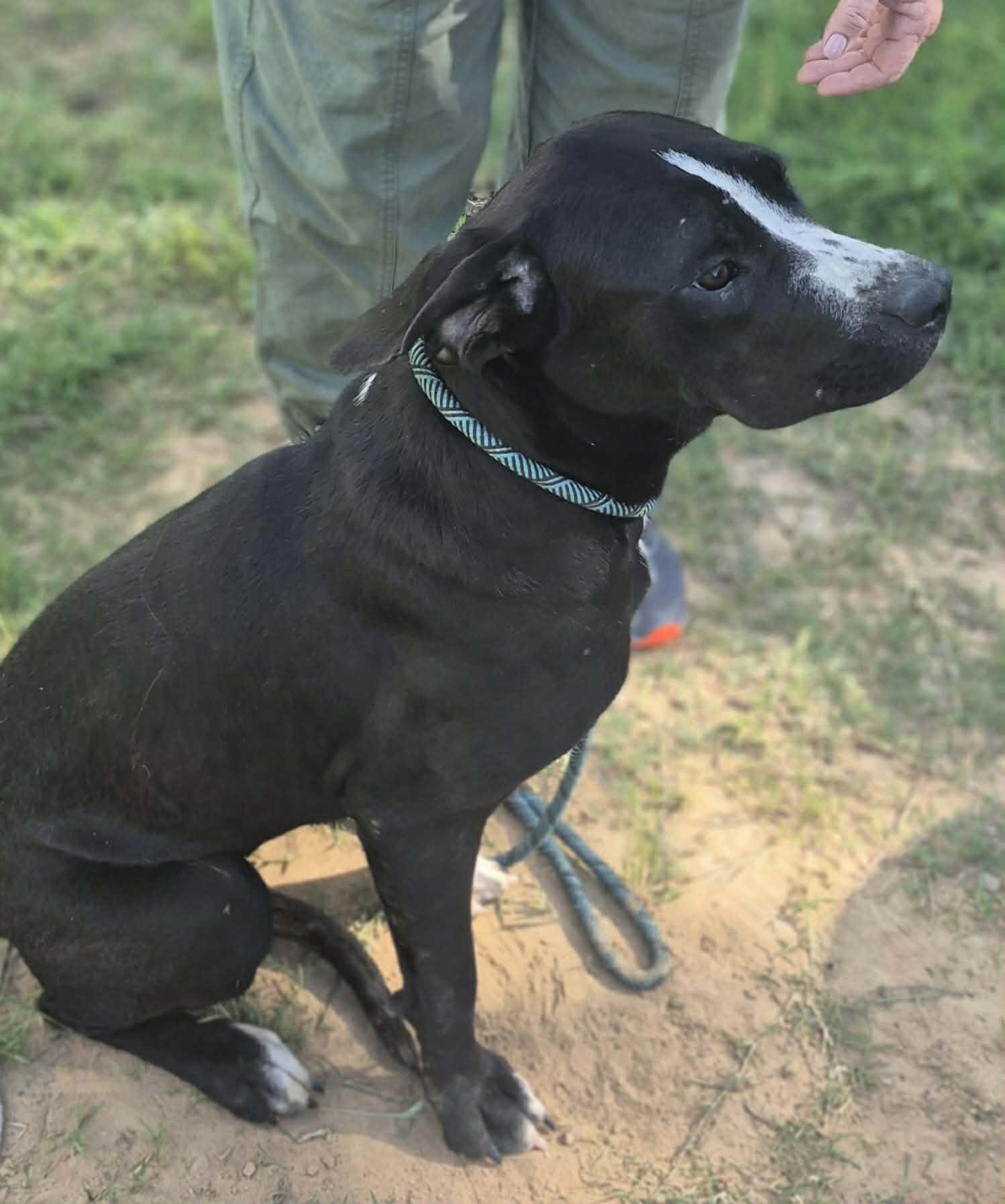 Cinderella, a ADOPTABLE mixed breed in Portland, OR image 2/6