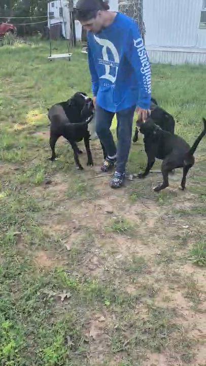 Enlarge Cinderella, a ADOPTABLE mixed breed in Portland, OR video 6/6