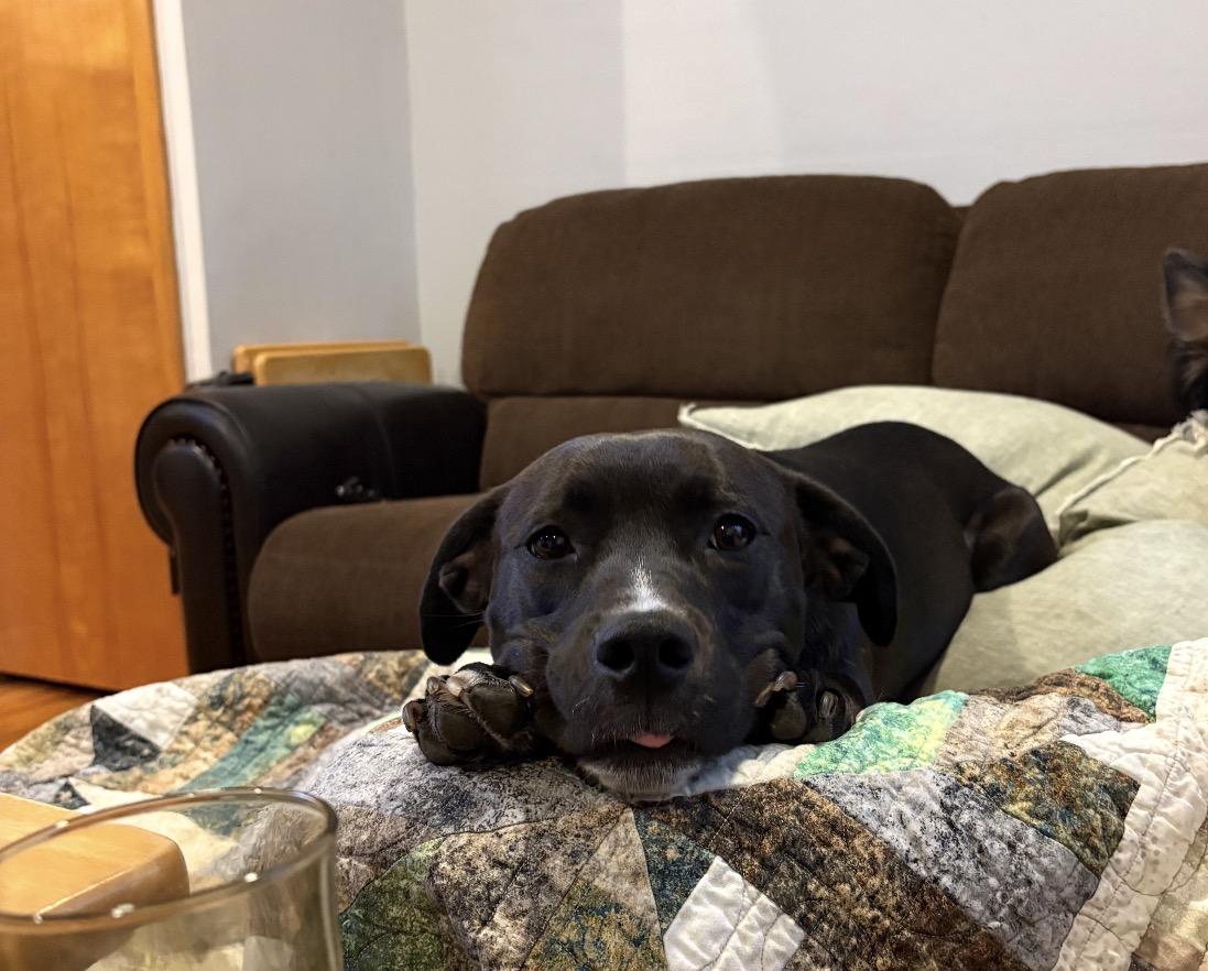 penny, ADOPTABLE, Adult Female American Staffordshire Terrier.