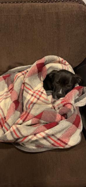 Enlarge penny, a ADOPTABLE American Staffordshire Terrier in Towanda, PA image 3/5