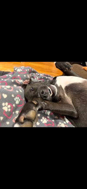 Enlarge penny, a ADOPTABLE American Staffordshire Terrier in Towanda, PA image 2/5