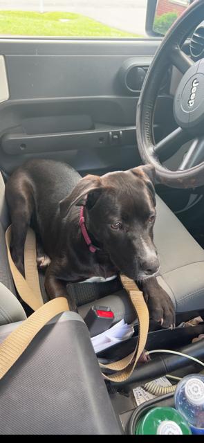 Enlarge penny, a ADOPTABLE American Staffordshire Terrier in Towanda, PA image 4/5