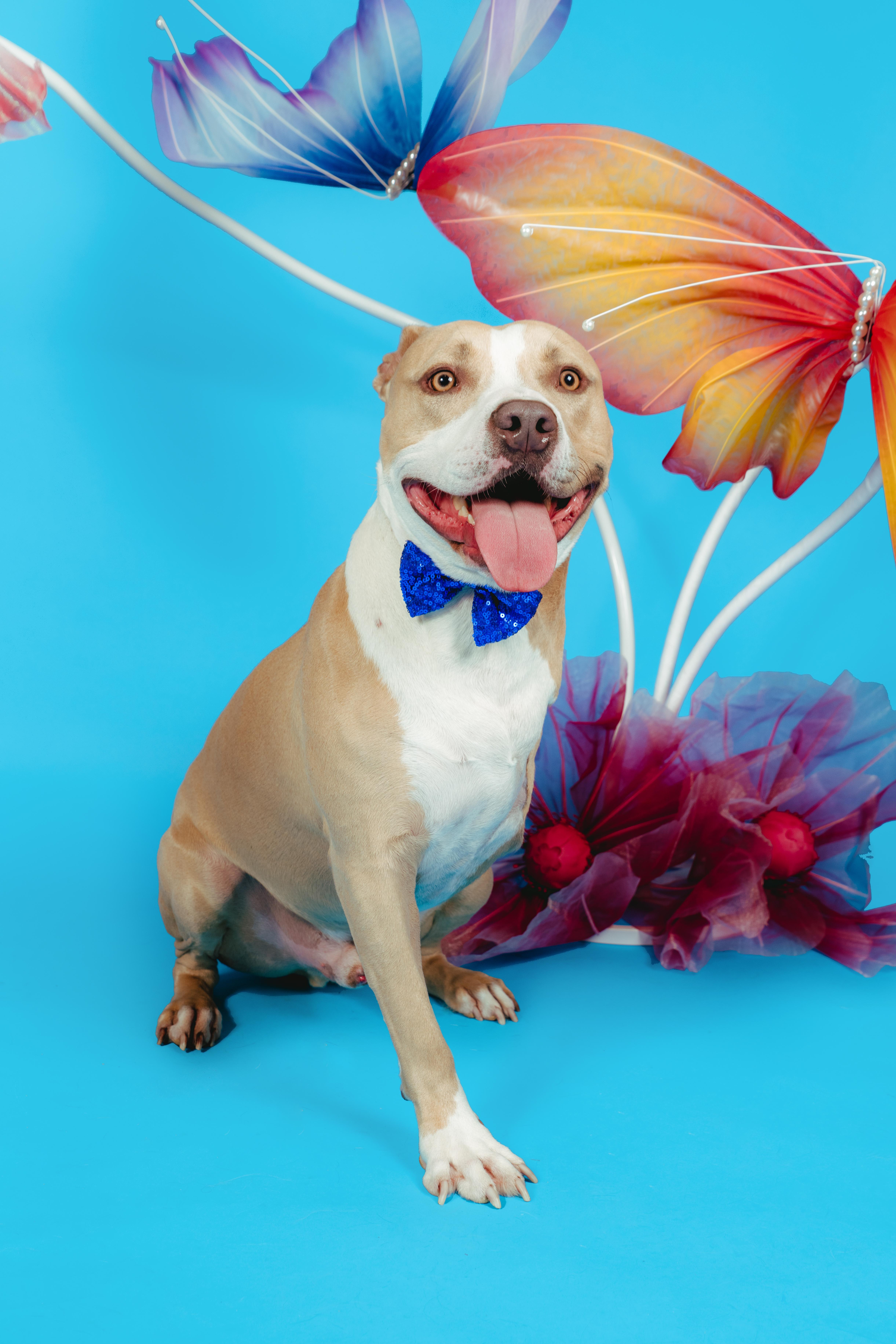 CHAMP, a Adoptable Pit Bull Terrier in West Hollywood, CA image 1/5