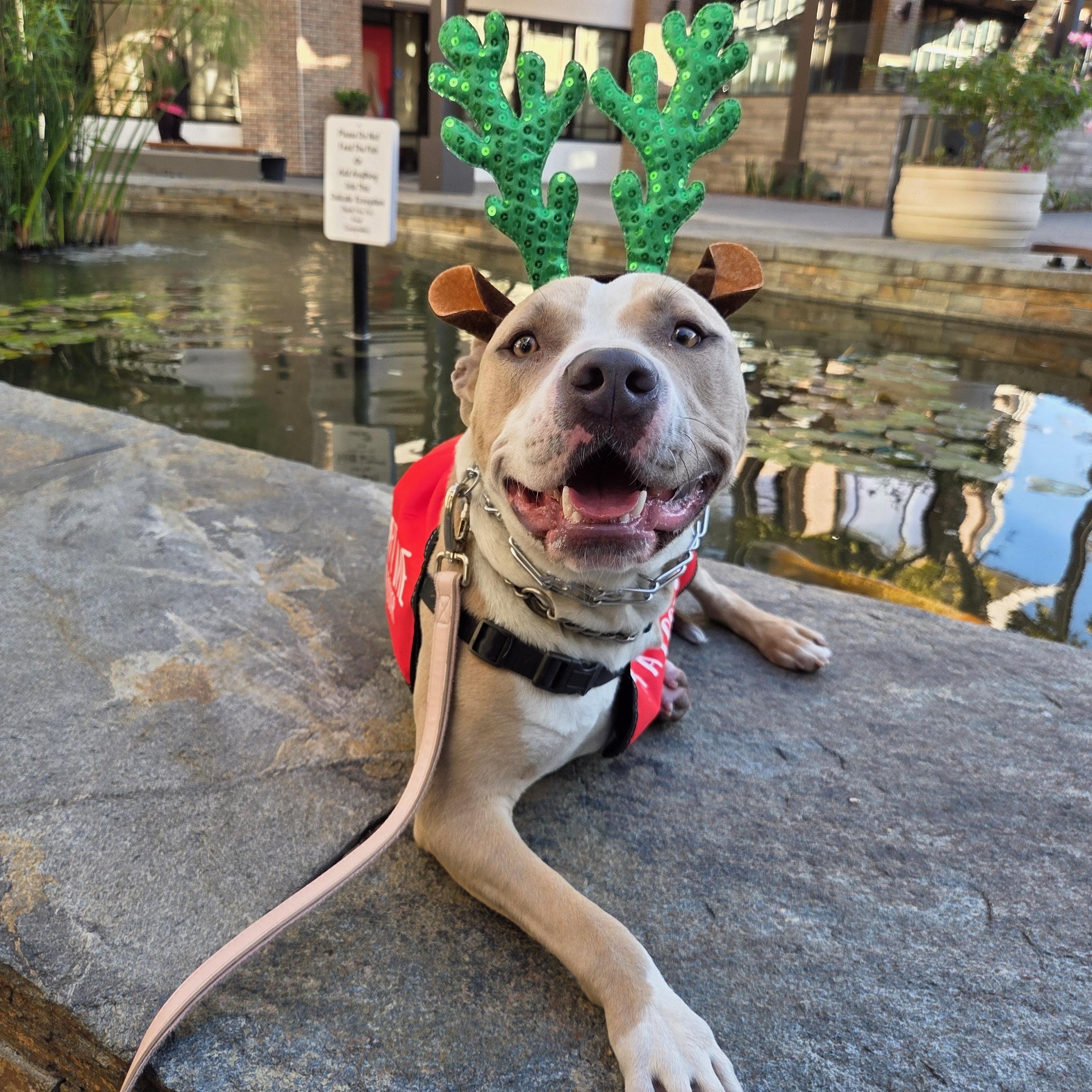 Enlarge CHAMP, a Adoptable Pit Bull Terrier in West Hollywood, CA image 2/5