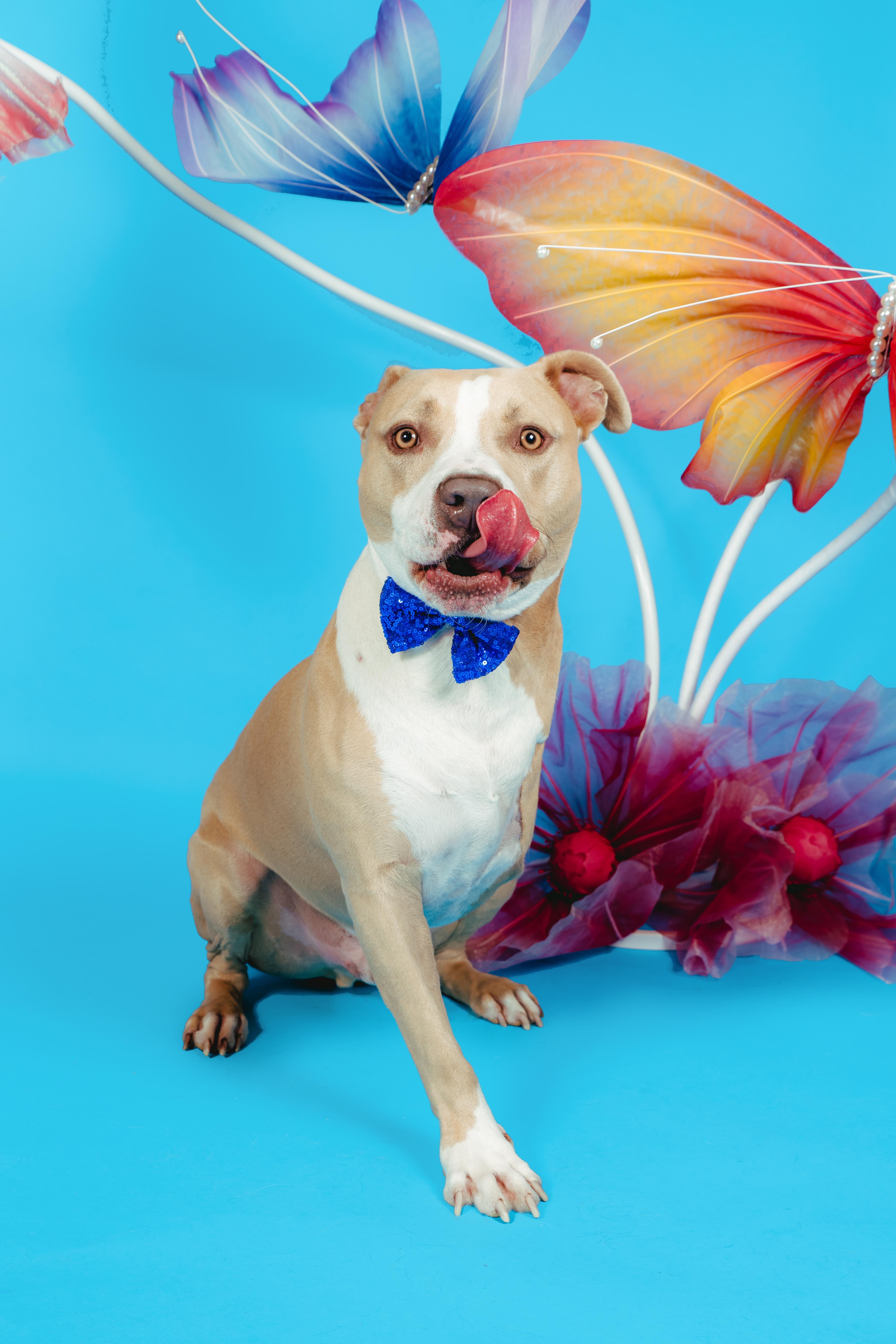 CHAMP, a Adoptable Pit Bull Terrier in West Hollywood, CA image 3/5