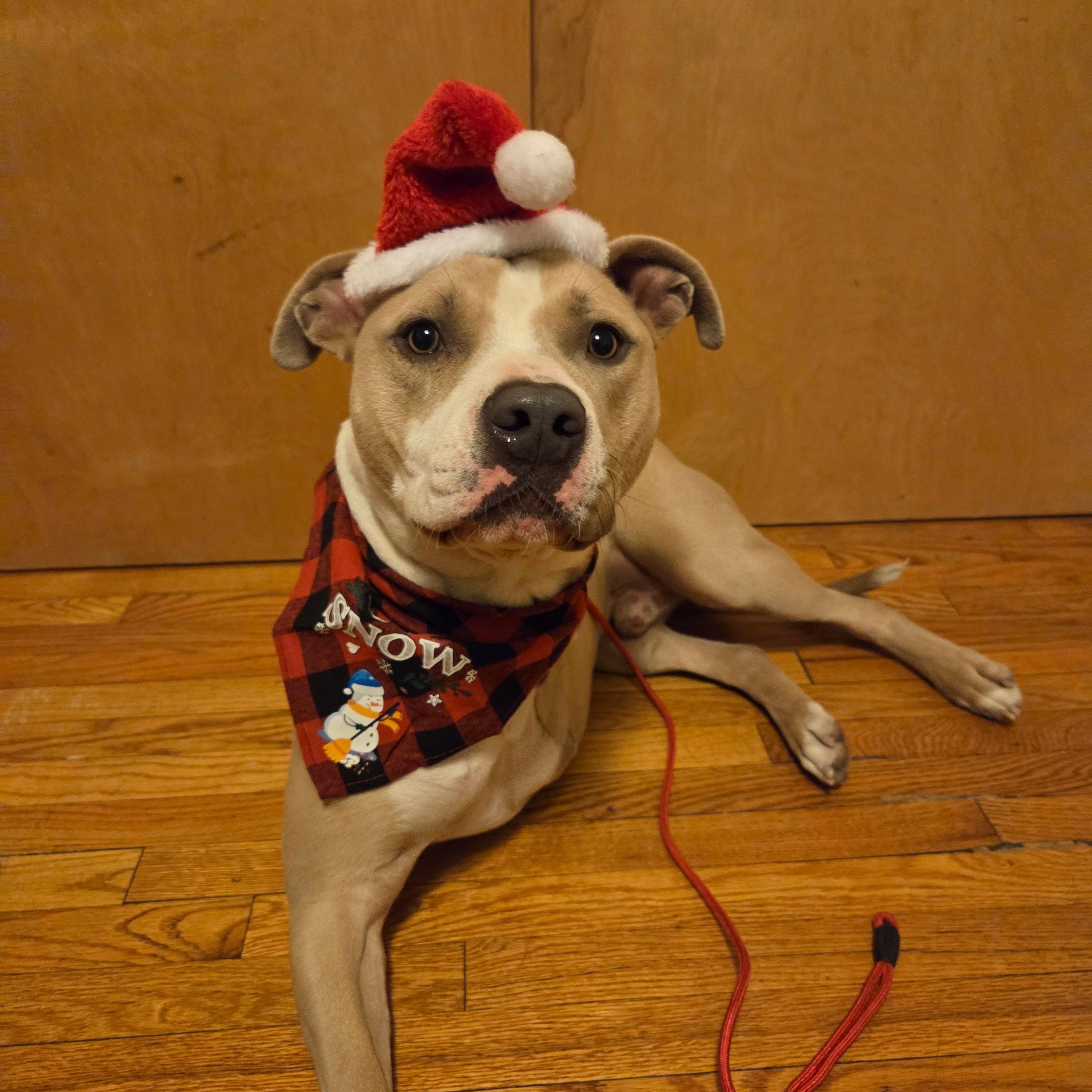 CHAMP, Adoptable, Young Male Pit Bull Terrier.