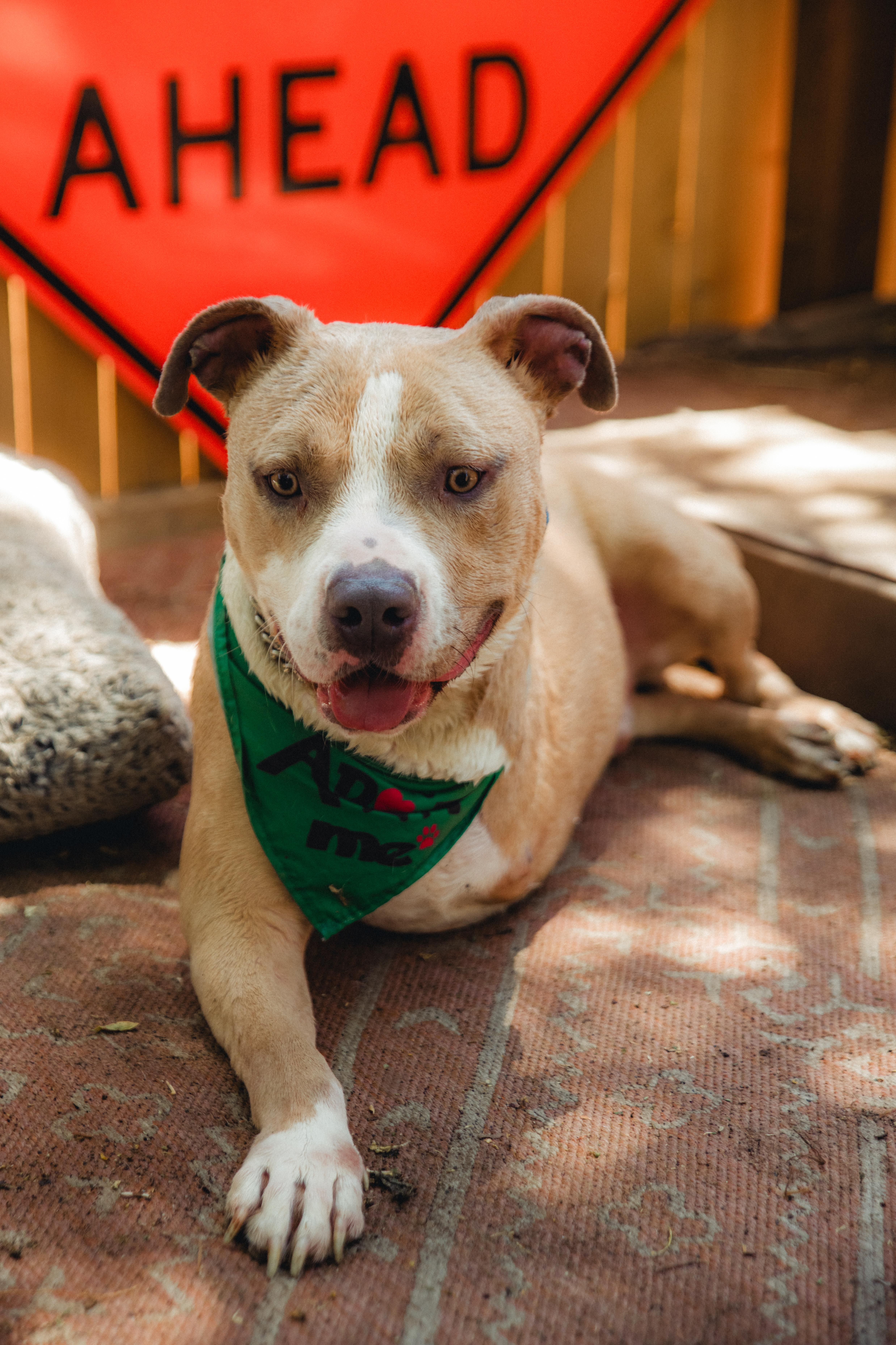 Enlarge CHAMP, a Adoptable Pit Bull Terrier in West Hollywood, CA image 5/5