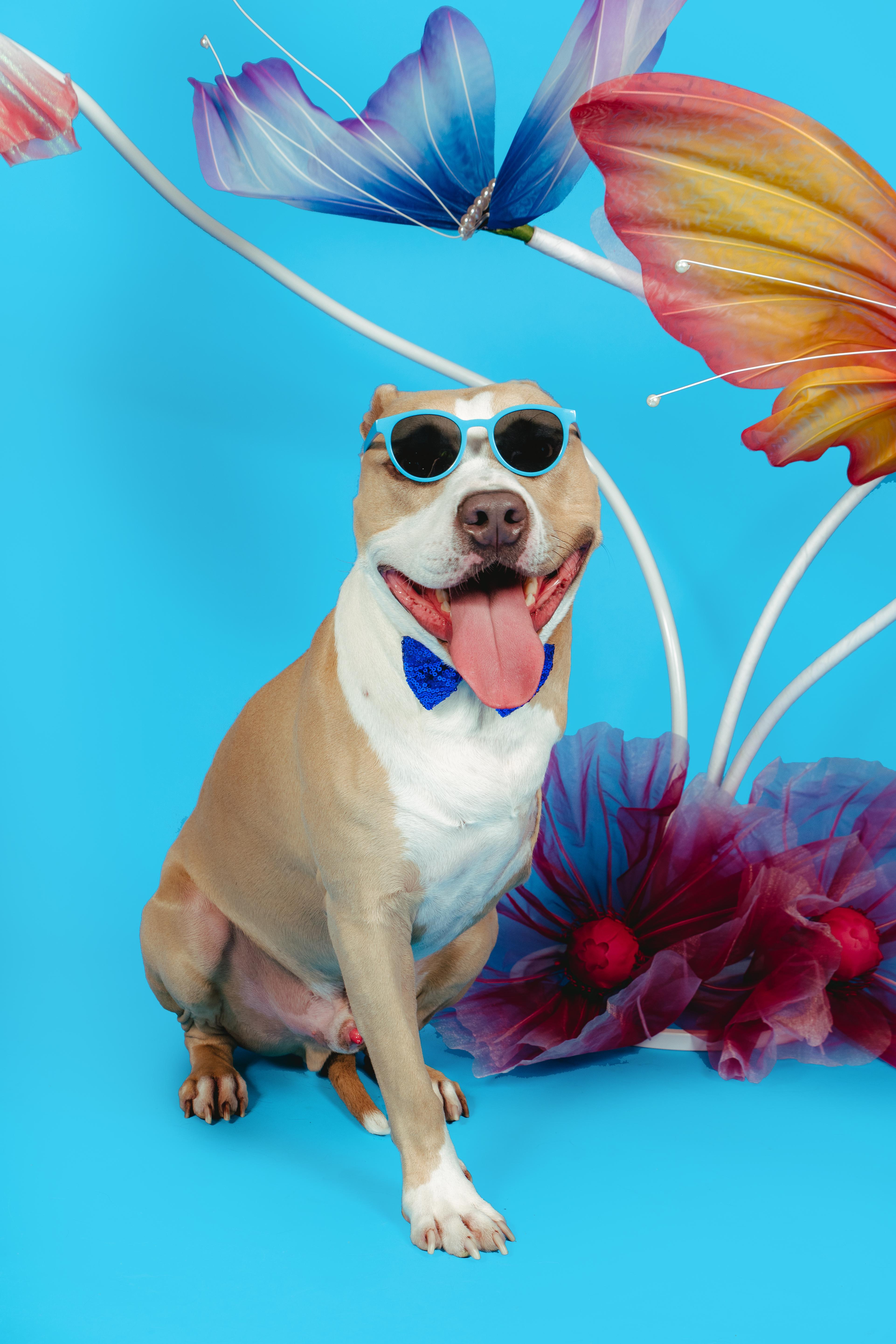 CHAMP, a Adoptable Pit Bull Terrier in West Hollywood, CA image 4/5