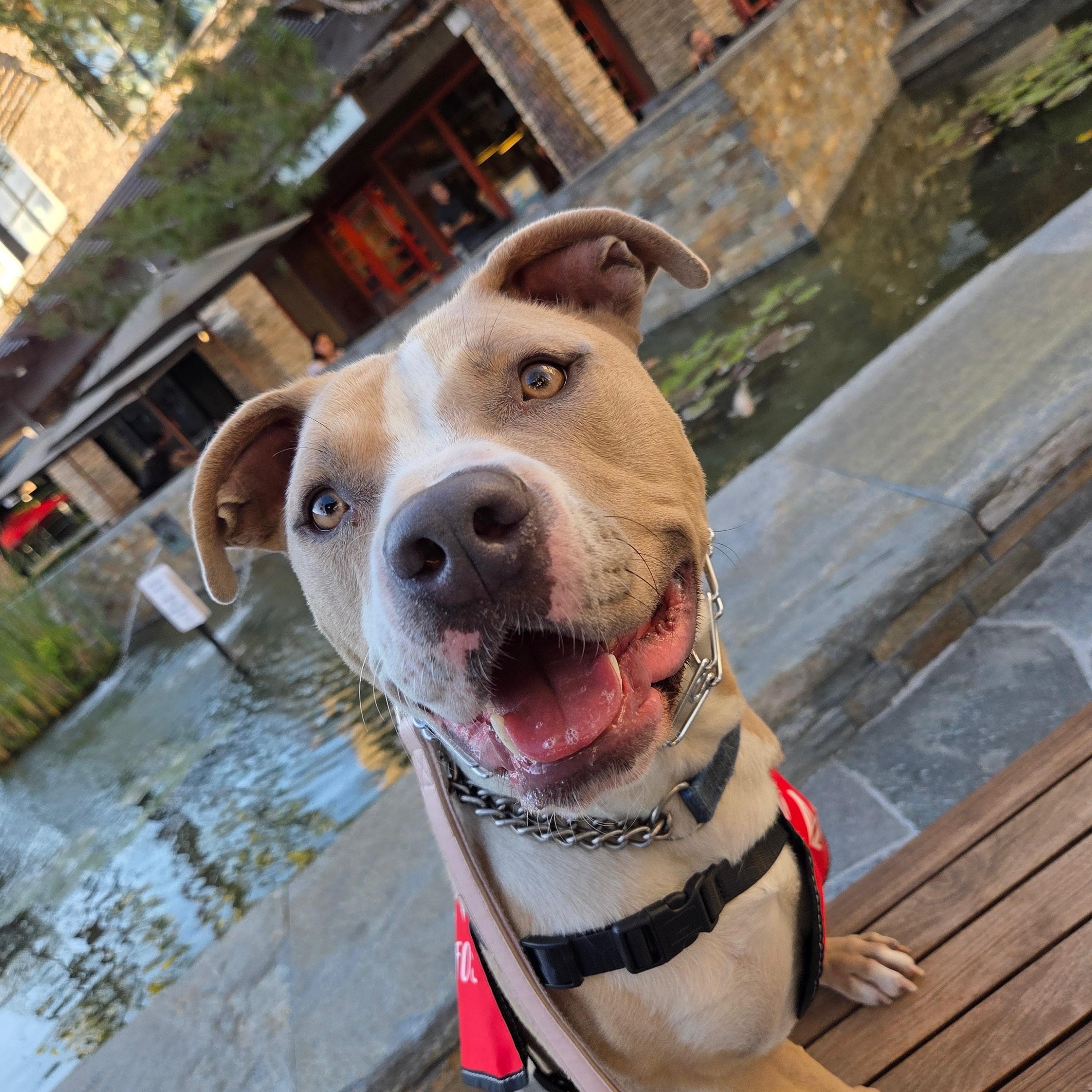 Enlarge CHAMP, a Adoptable Pit Bull Terrier in West Hollywood, CA image 3/5