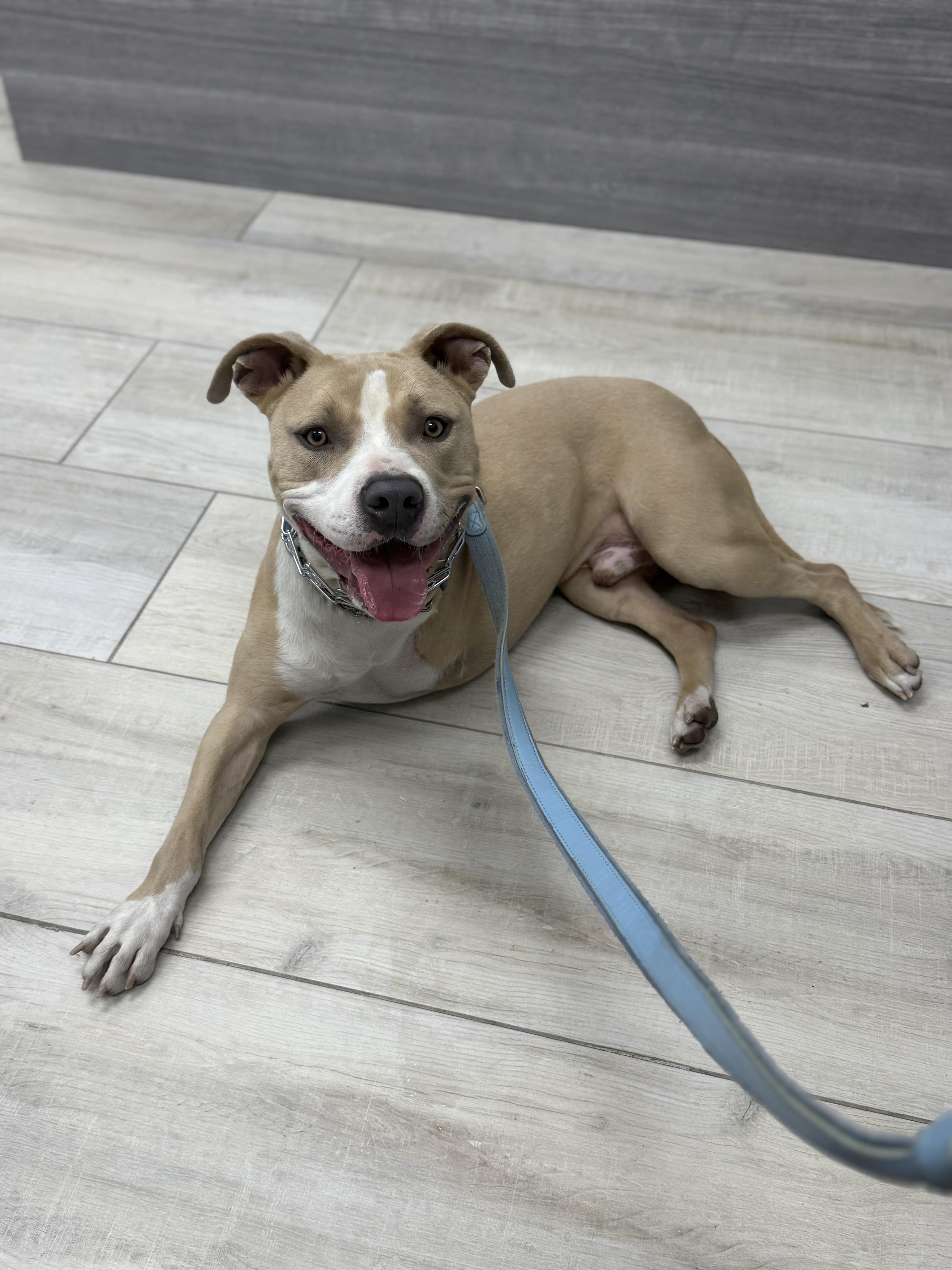 Enlarge CHAMP, a Adoptable Pit Bull Terrier in West Hollywood, CA image 4/5