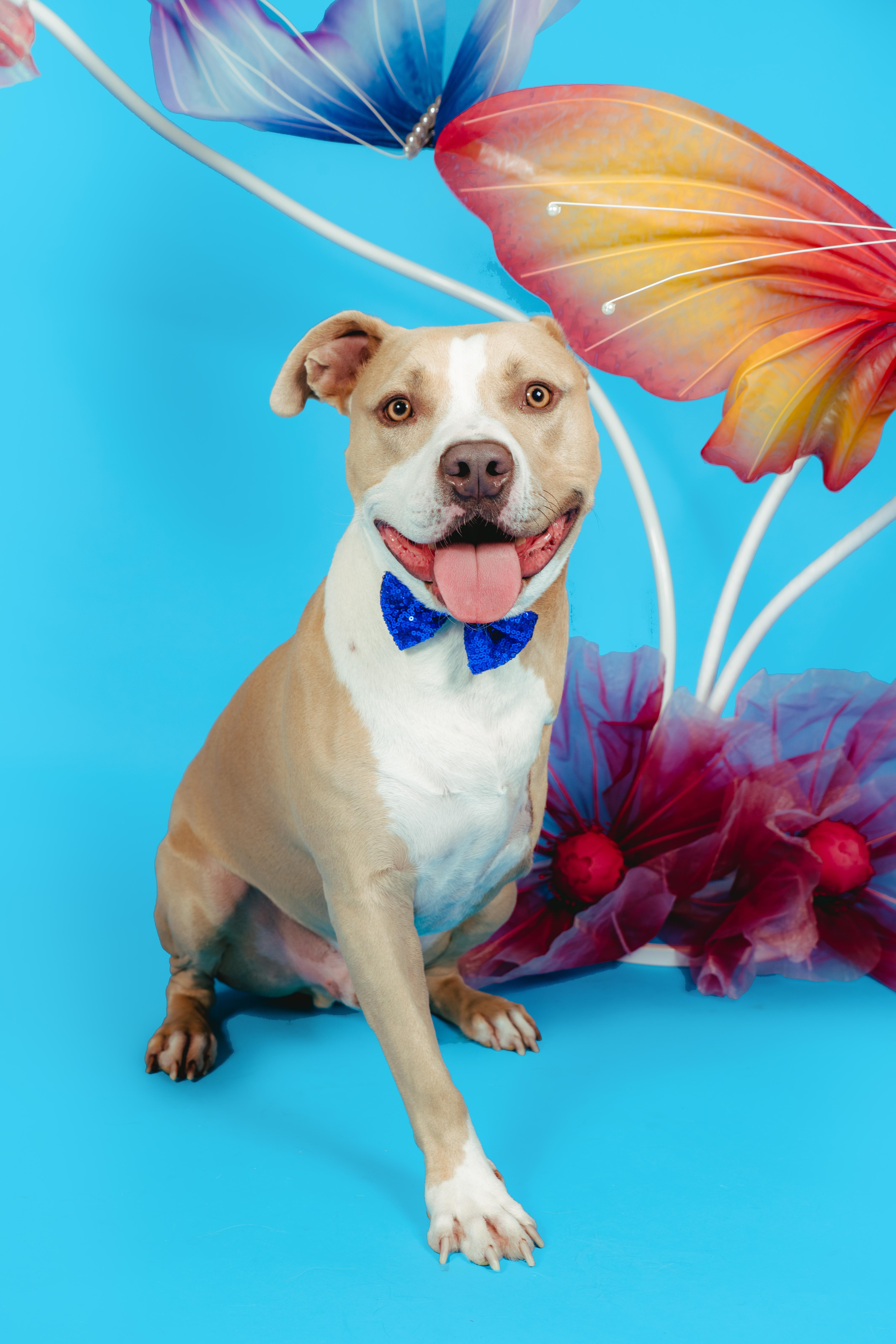 CHAMP, a Adoptable Pit Bull Terrier in West Hollywood, CA image 2/5