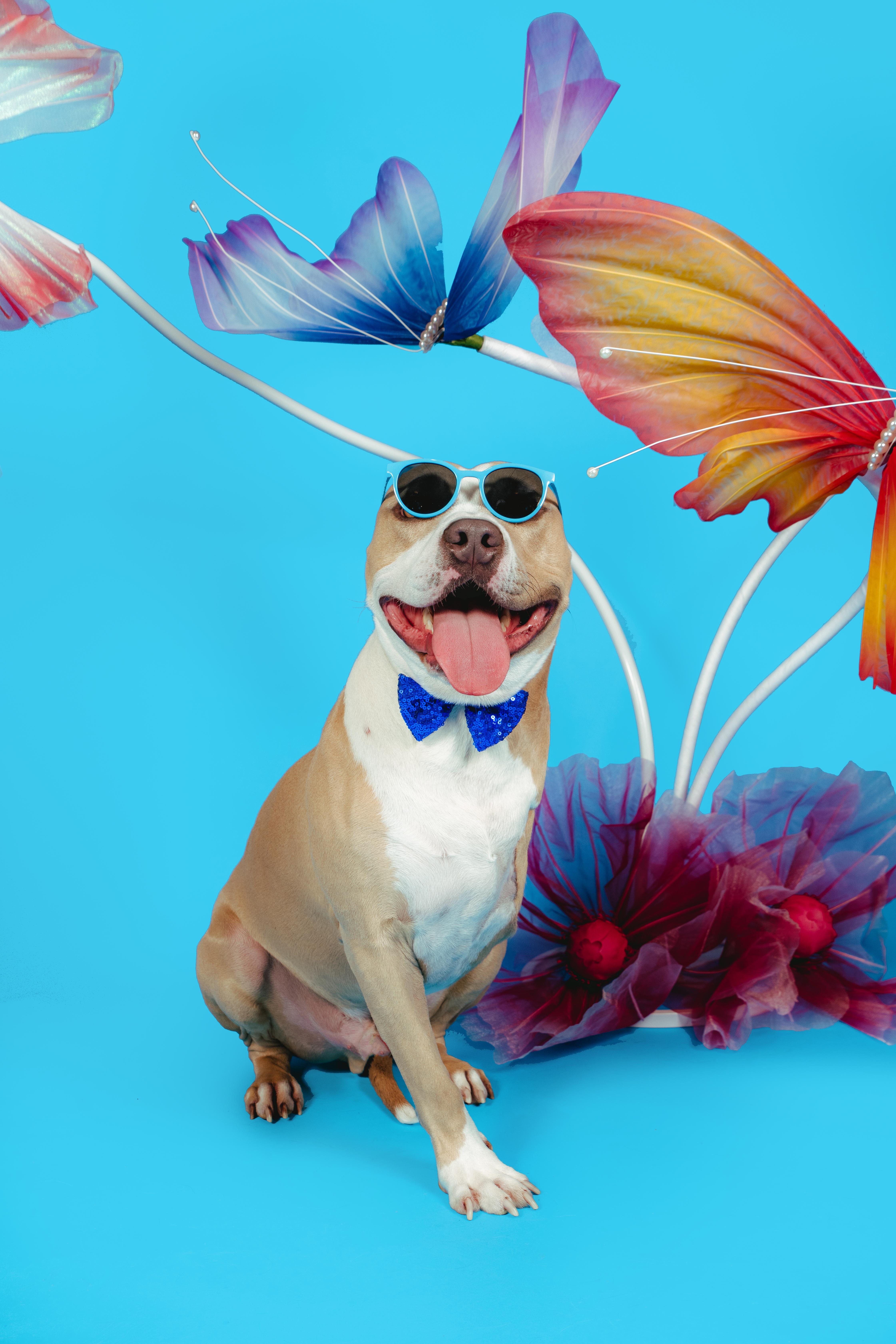 CHAMP, a Adoptable Pit Bull Terrier in West Hollywood, CA image 5/5