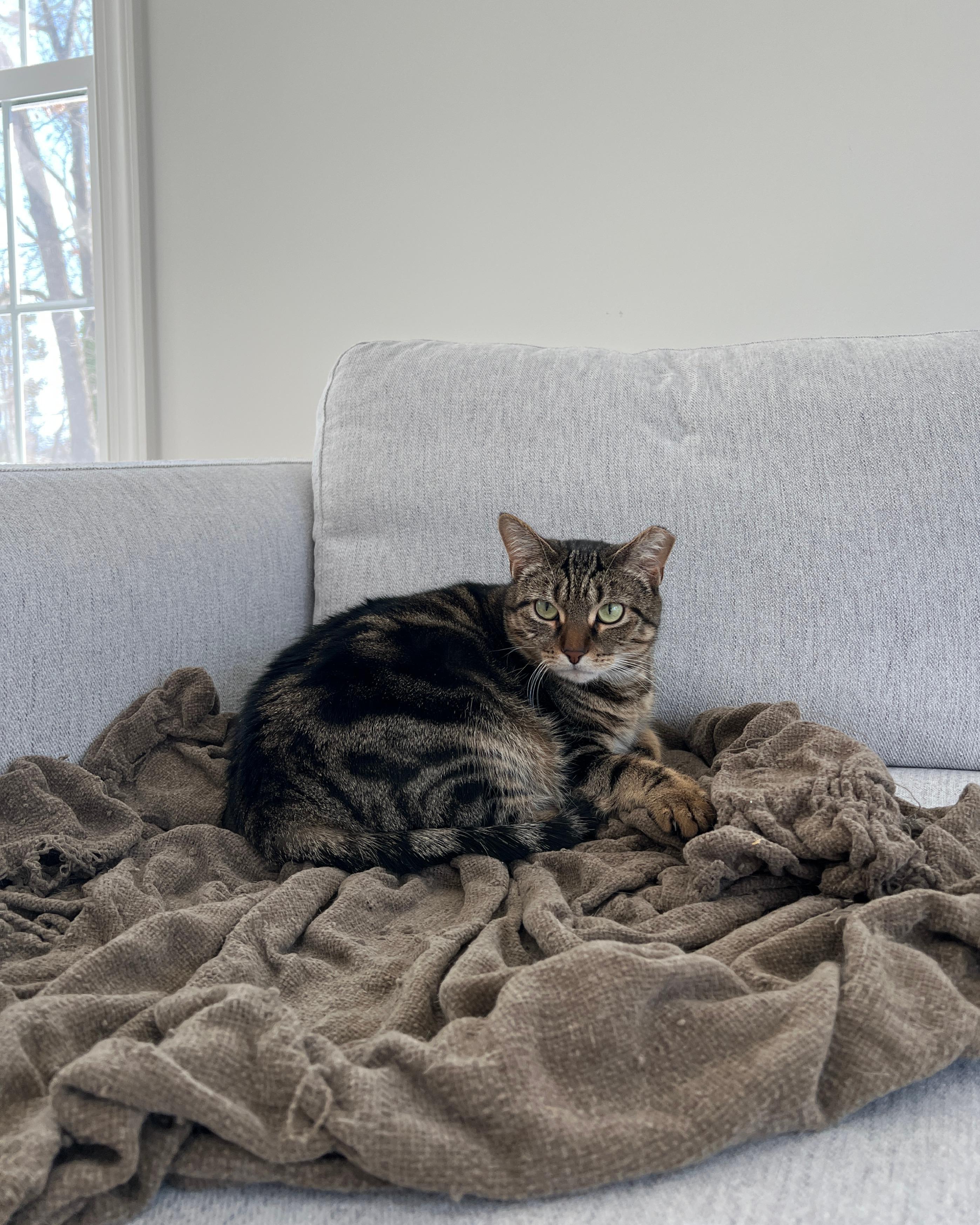 Enlarge Tiger - A GREEN EYED SWEETHEART!, a ADOPTABLE American Shorthair in Bristow, VA image 2/6