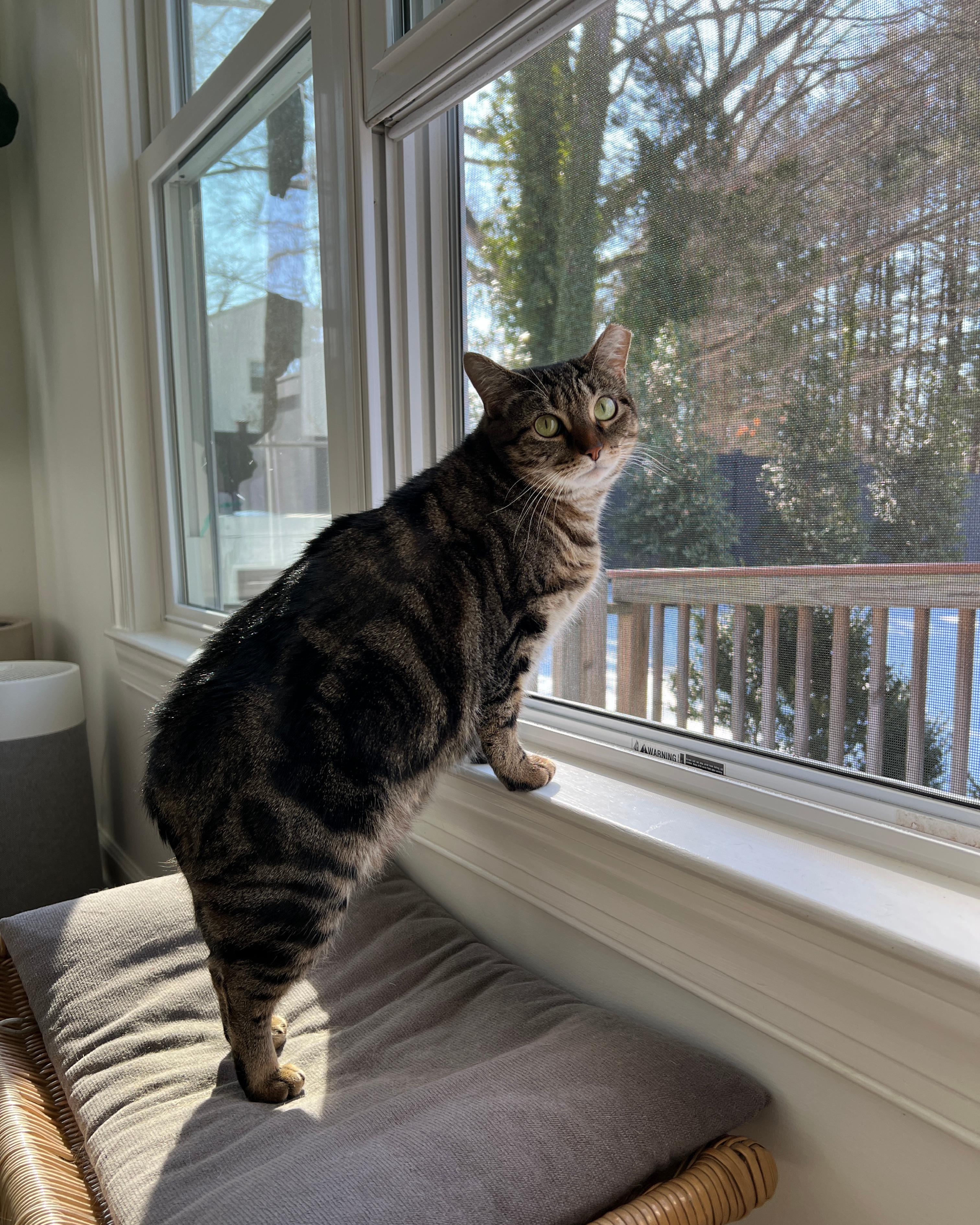 Enlarge Tiger - A GREEN EYED SWEETHEART!, a ADOPTABLE American Shorthair in Bristow, VA image 4/6