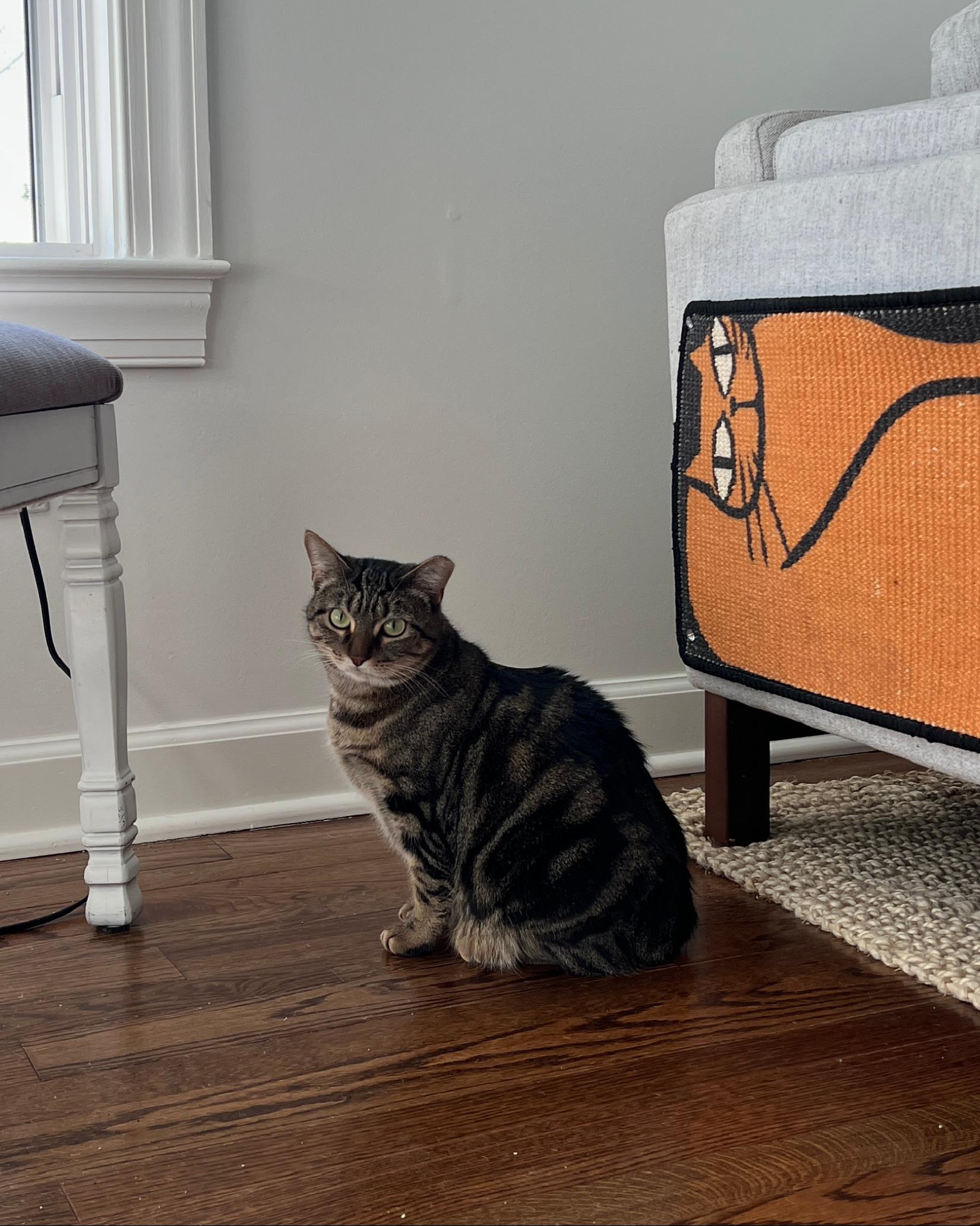 Enlarge Tiger - A GREEN EYED SWEETHEART!, a ADOPTABLE American Shorthair in Bristow, VA image 6/6