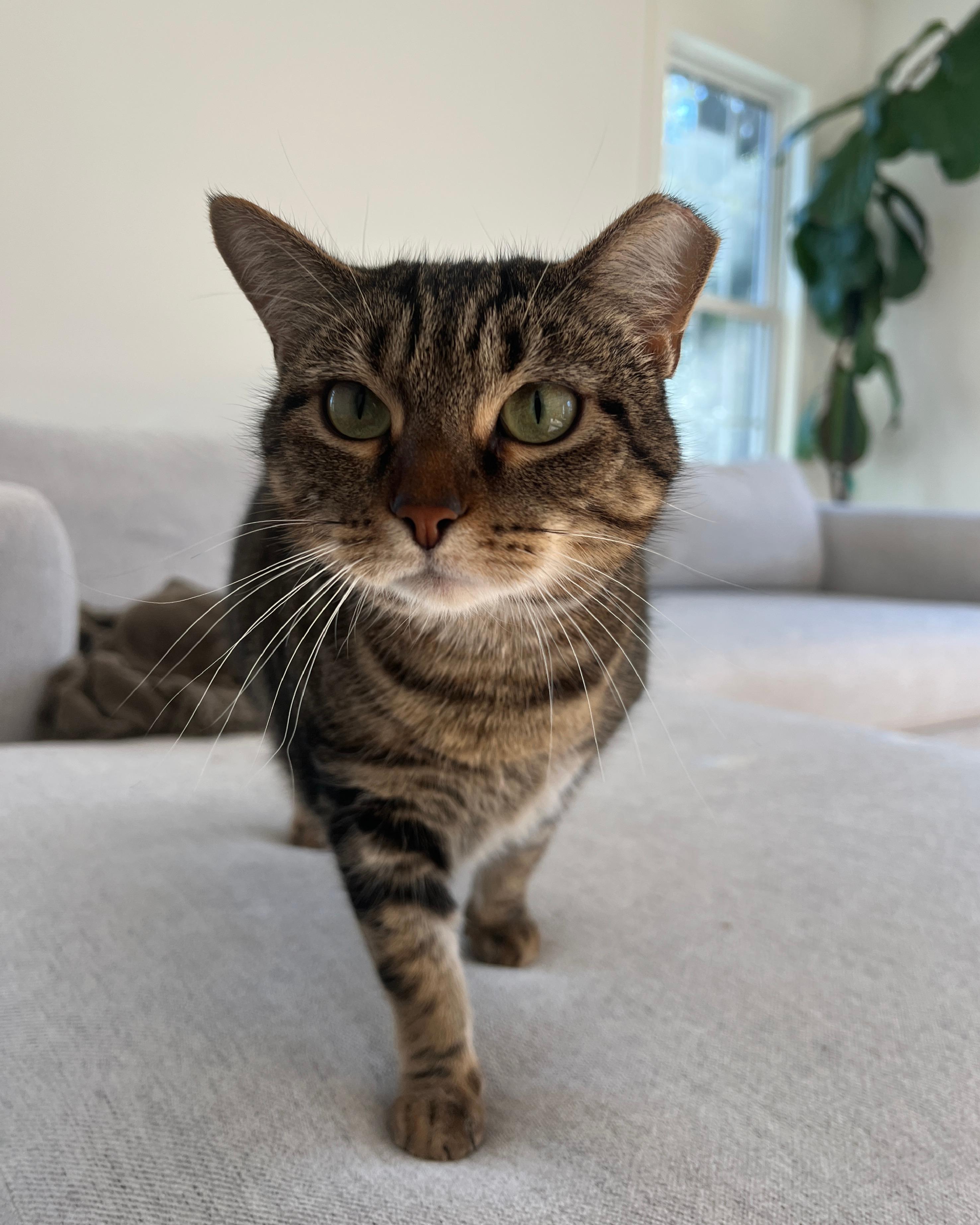 Enlarge Tiger - A GREEN EYED SWEETHEART!, a ADOPTABLE American Shorthair in Bristow, VA image 5/6