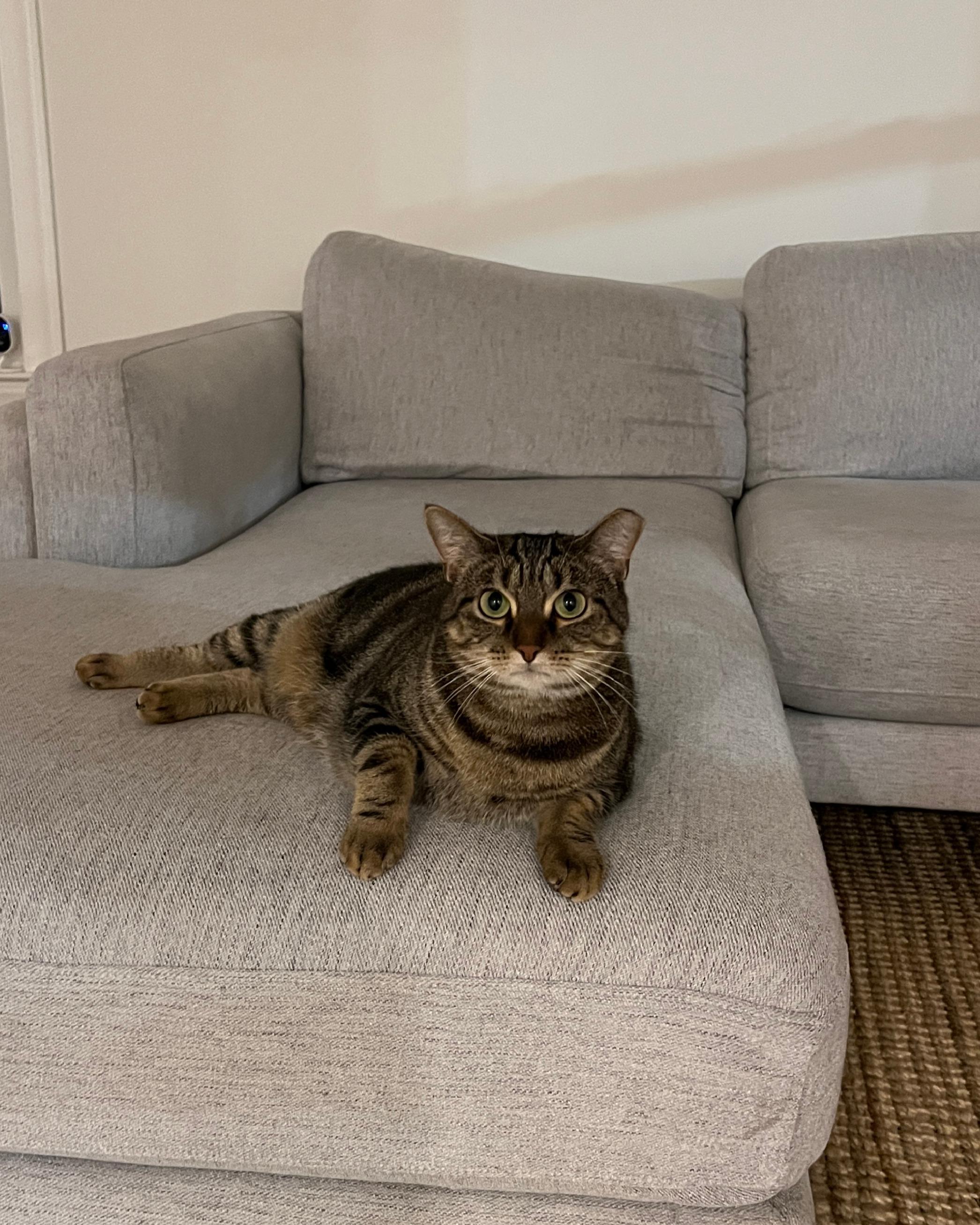 Enlarge Tiger - A GREEN EYED SWEETHEART!, a ADOPTABLE American Shorthair in Bristow, VA image 3/6