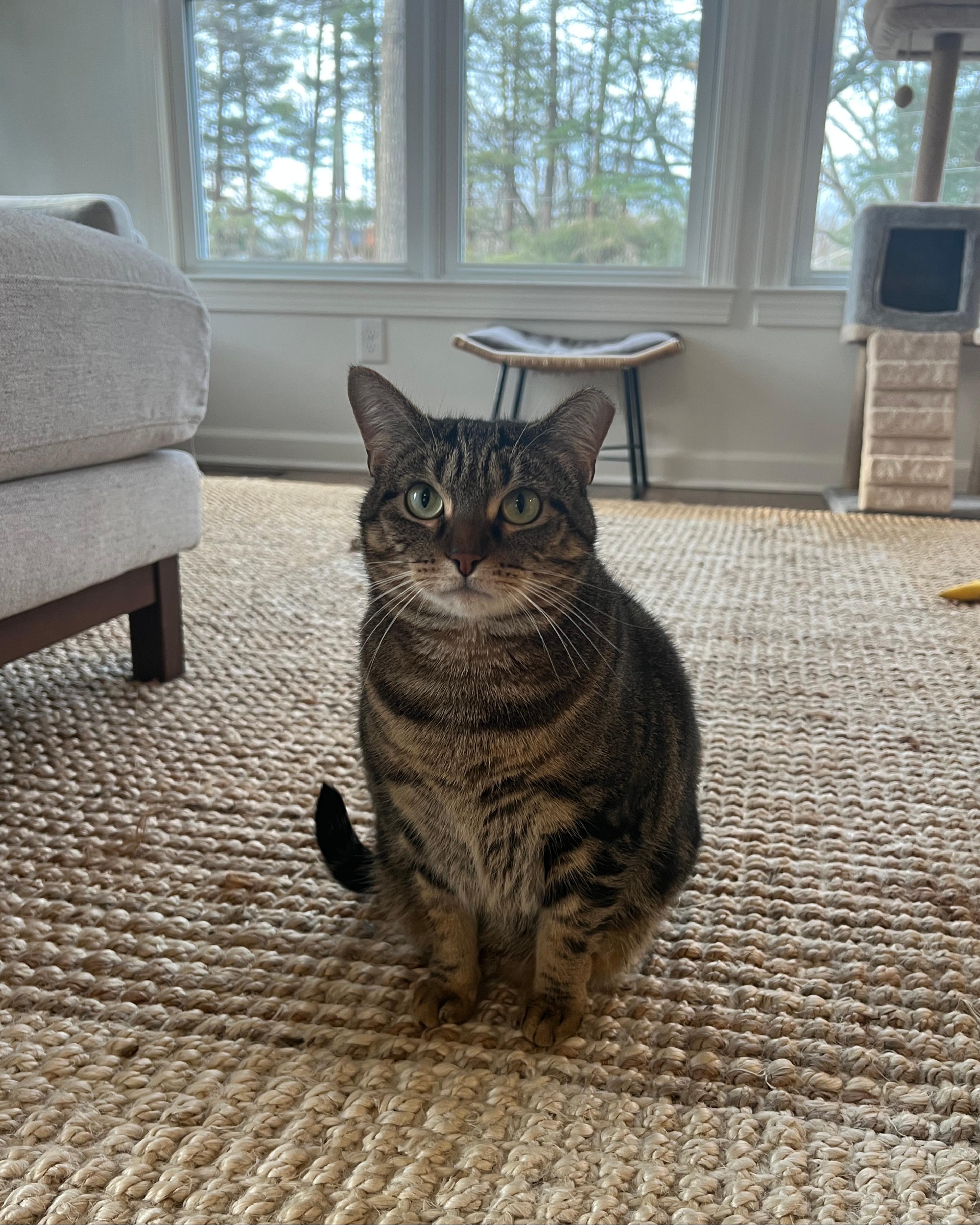 Tiger - A GREEN EYED SWEETHEART!, ADOPTABLE, Adult Female American Shorthair.