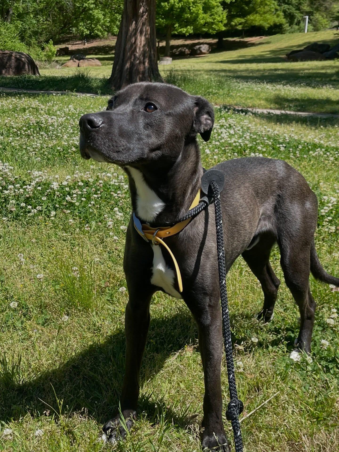 Teddy, a ADOPTABLE Mixed Breed in Athens, GA image 2/6