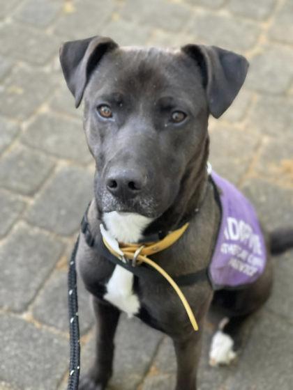 Teddy, ADOPTABLE, Adult Male Mixed Breed.