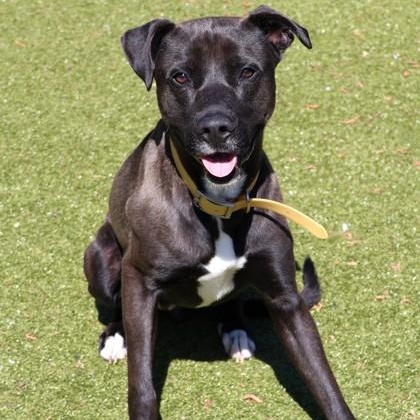 Teddy, ADOPTABLE, Adult Male Mixed Breed.