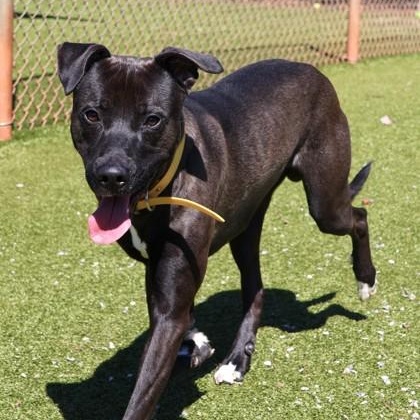 Teddy, a ADOPTABLE Mixed Breed in Athens, GA image 5/6