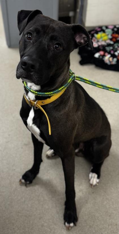 Teddy, a ADOPTABLE Mixed Breed in Athens, GA image 6/6