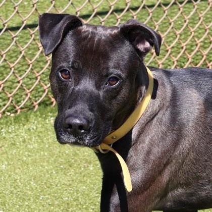 Teddy, a ADOPTABLE Mixed Breed in Athens, GA image 4/6