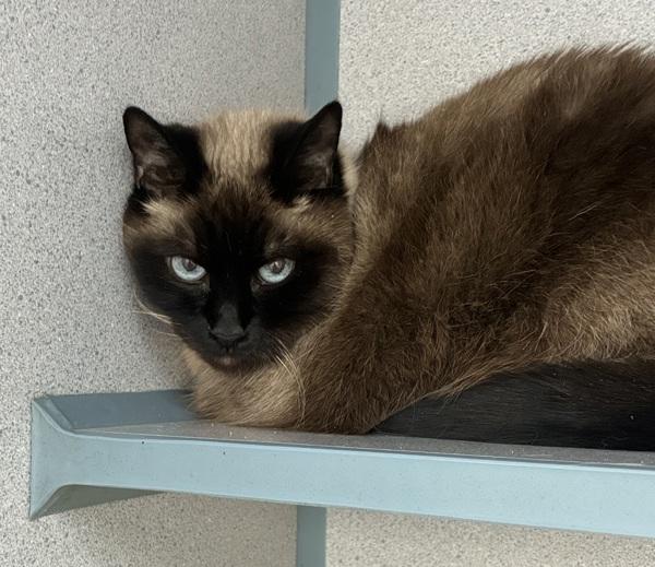 Carley, Adoptable, Adult Female Domestic Short Hair.