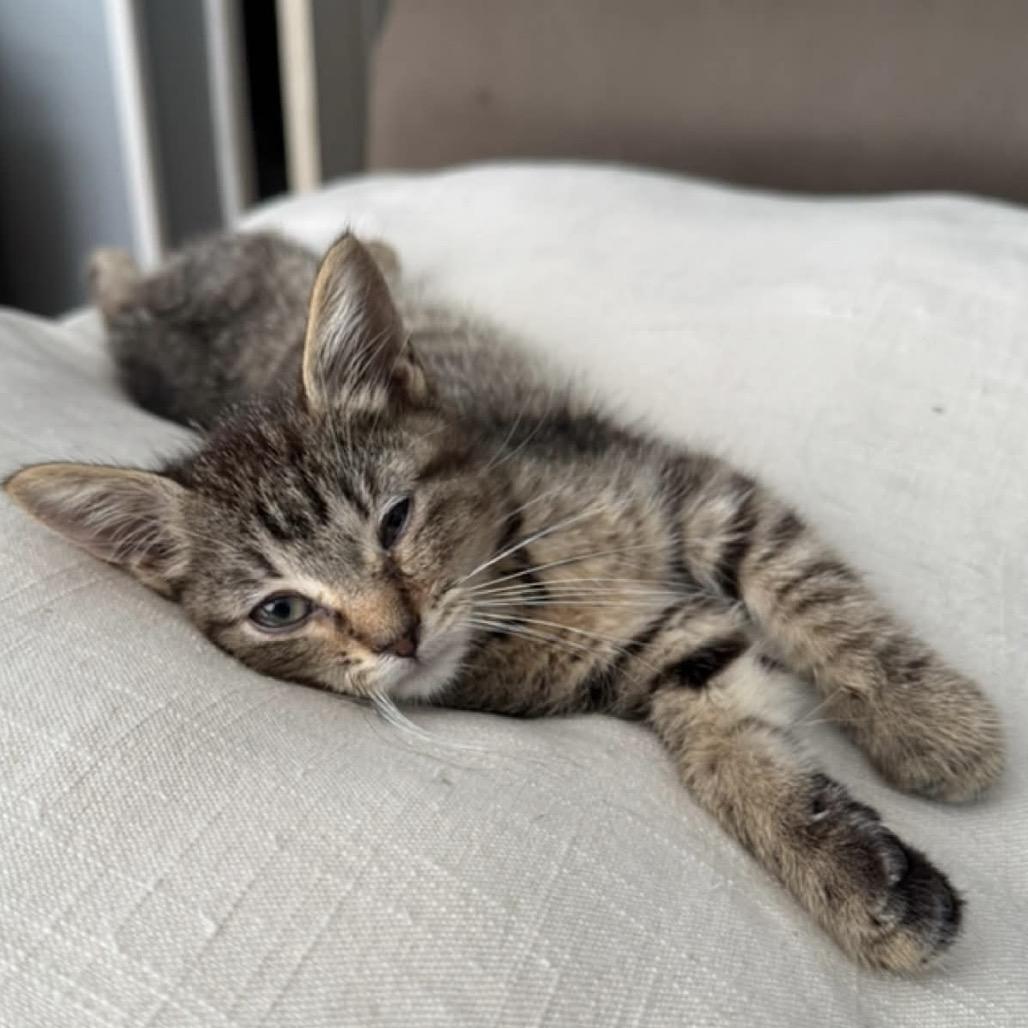 Marta, ADOPTABLE, Kitten Female Domestic Short Hair.