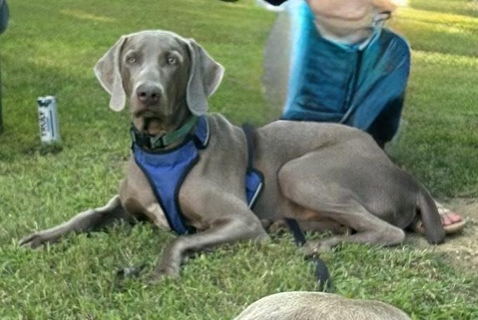 Harley, Adopted, Young Male Weimaraner.