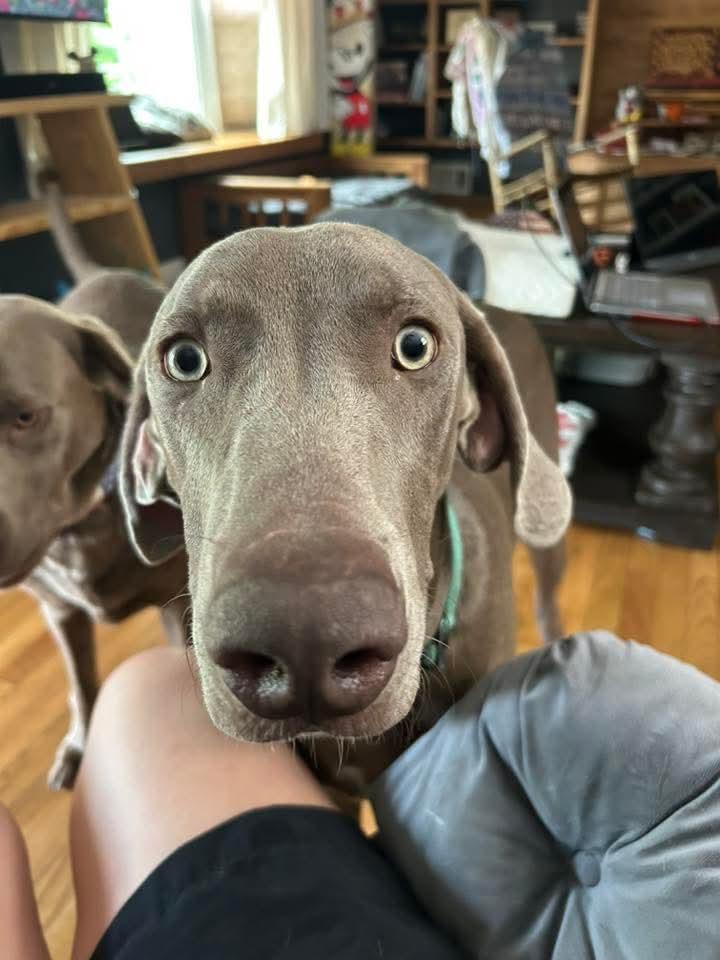 Enlarge Harley, a Adopted Weimaraner in Jeffersonville, IN image 2/3