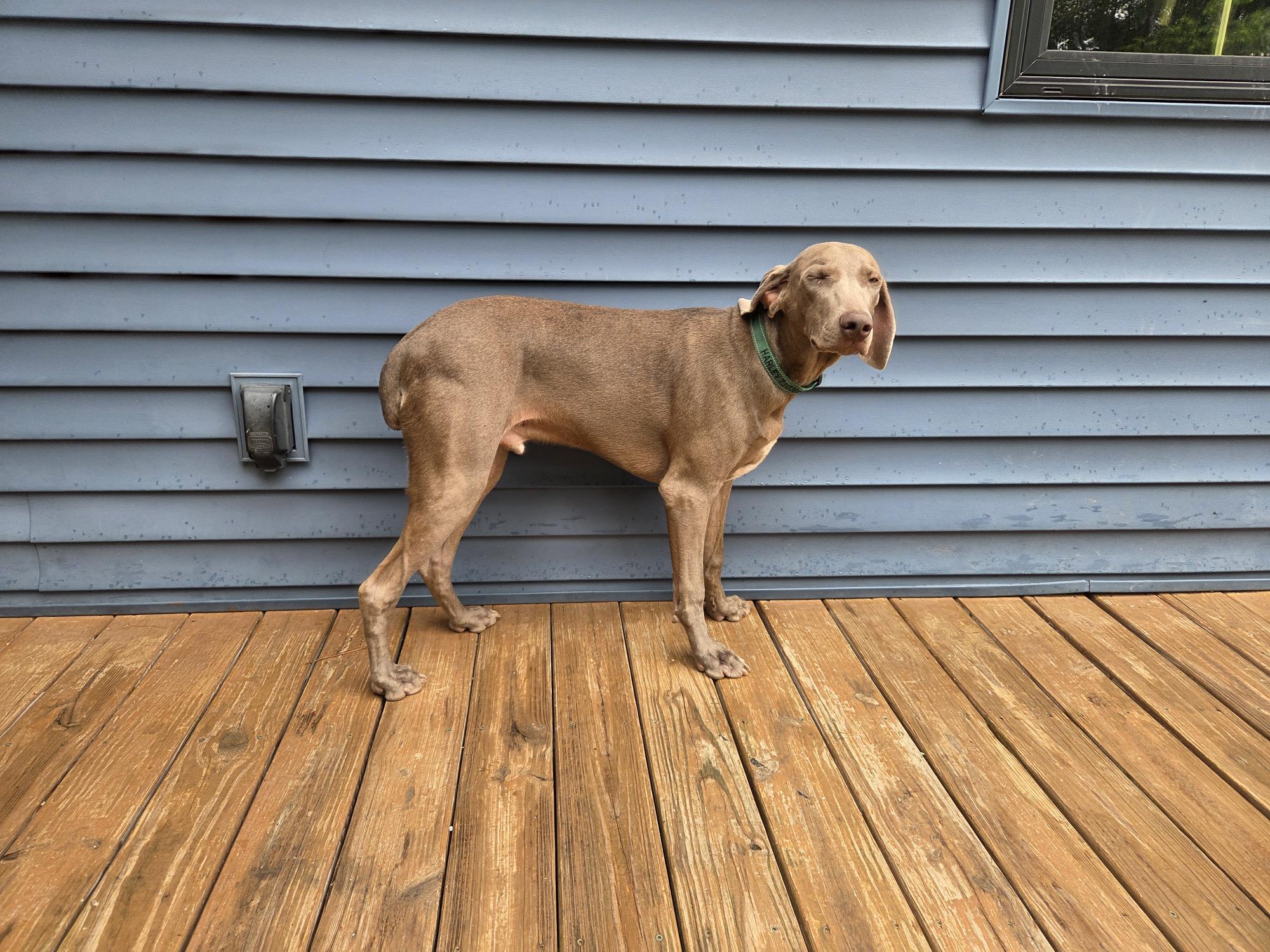 Enlarge Harley, a Adopted Weimaraner in Jeffersonville, IN image 3/3