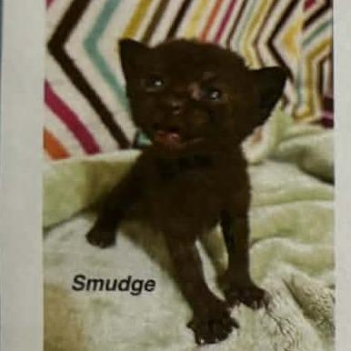 Enlarge Smudge, a Adoptable Domestic Short Hair in Bentonville, AR image 1/1