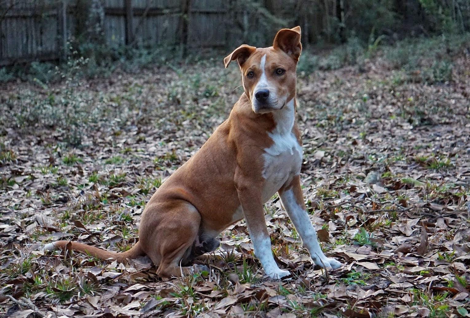 Enlarge Dingo, a ADOPTABLE mixed breed in PENSACOLA, FL image 1/1