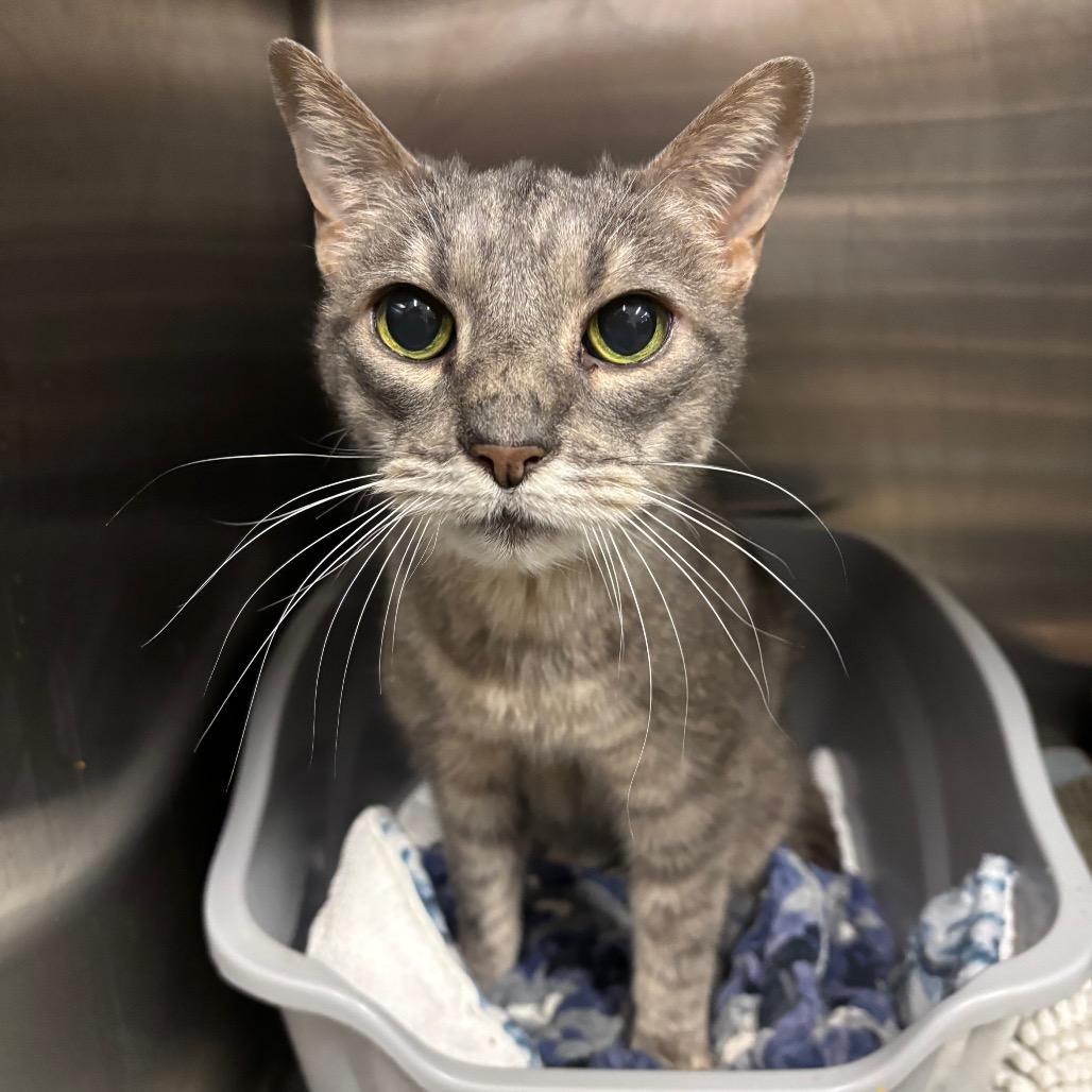 Tiger, a Adoptable Domestic Short Hair in Morgan Hill, CA image 1/2